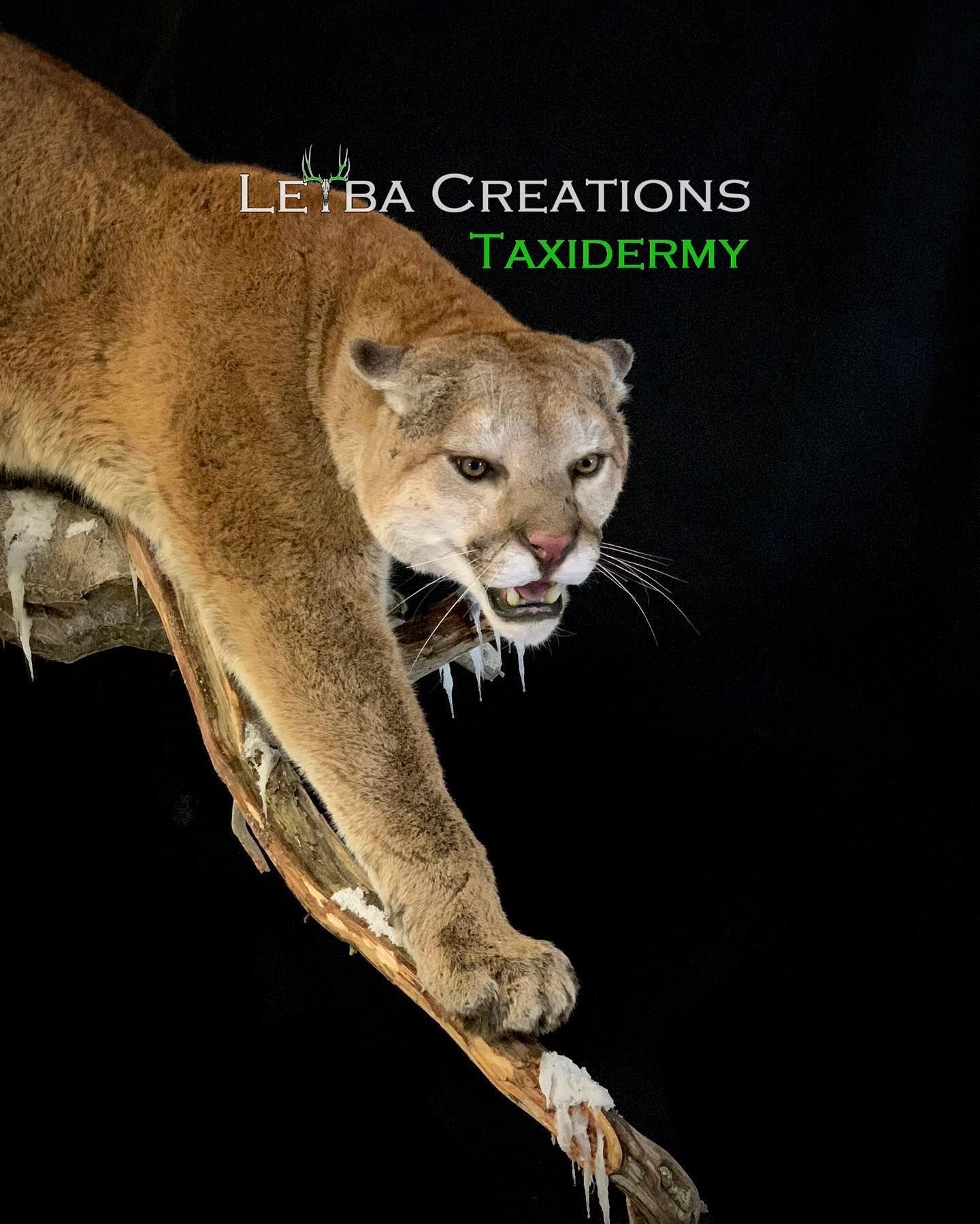 A cougar is laying on a tree branch with its mouth open.