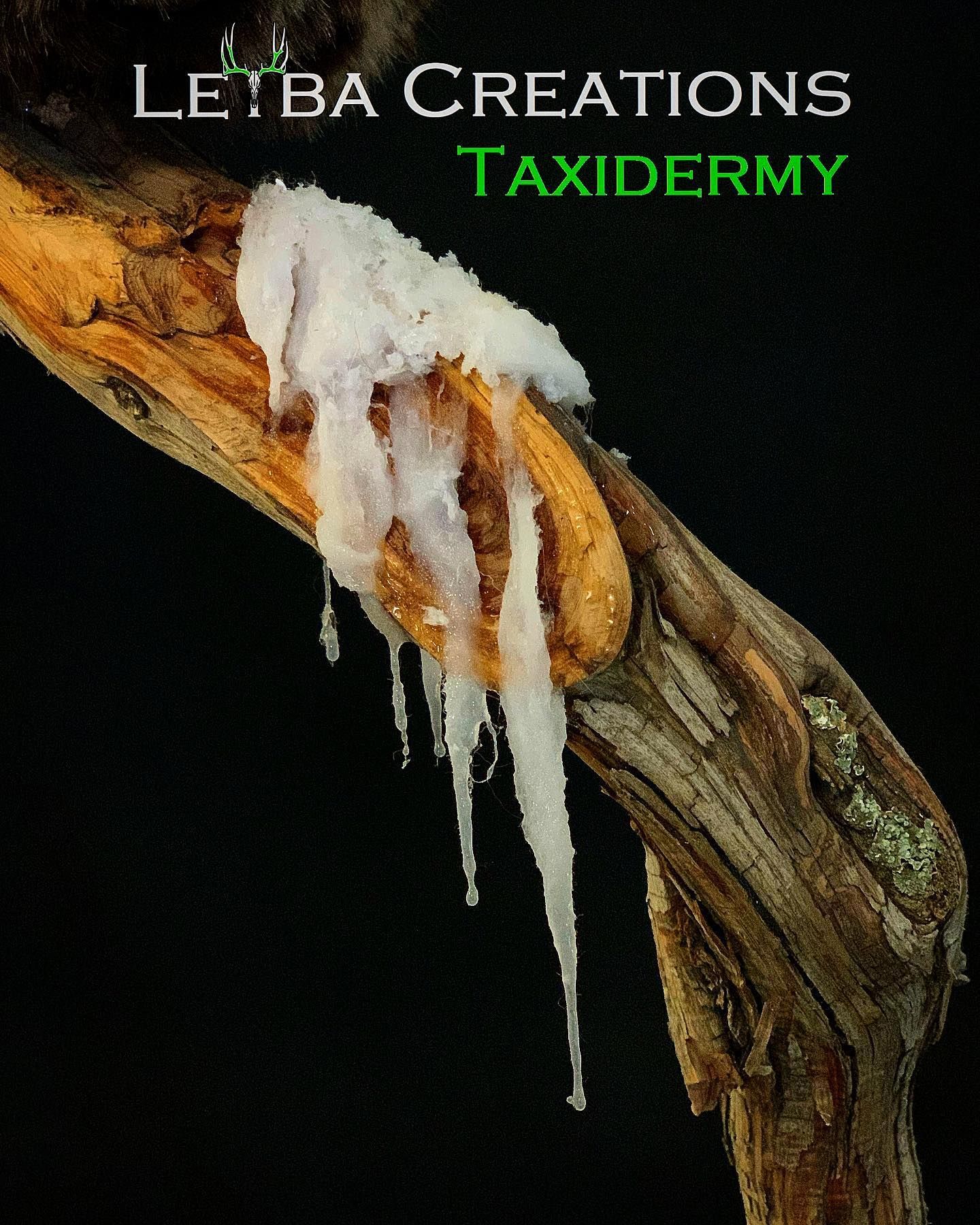 A tree branch with icicles hanging from it and the words taxidermy below it