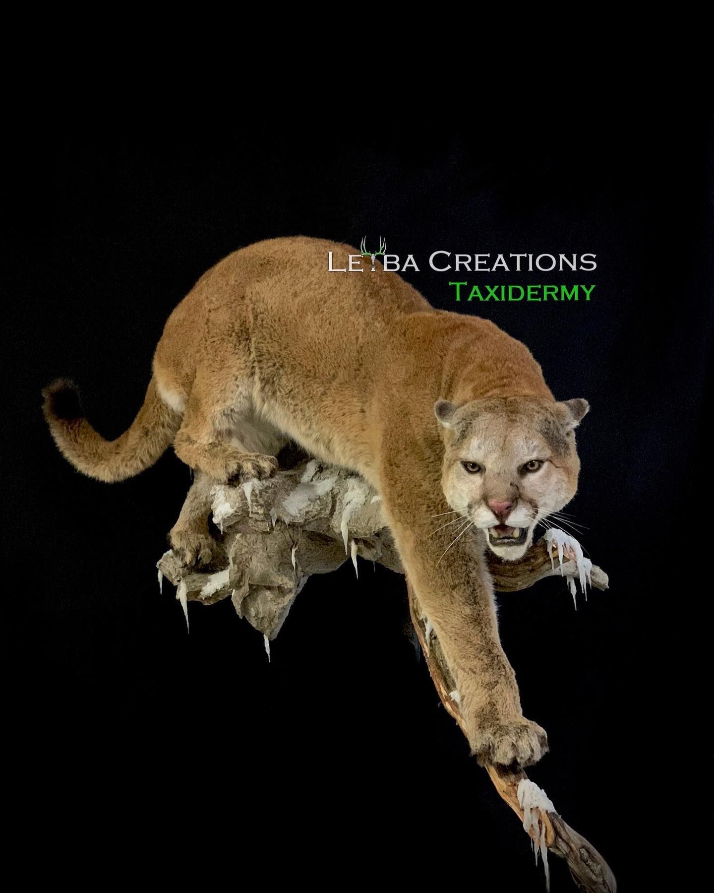 An image of of preserved antelope