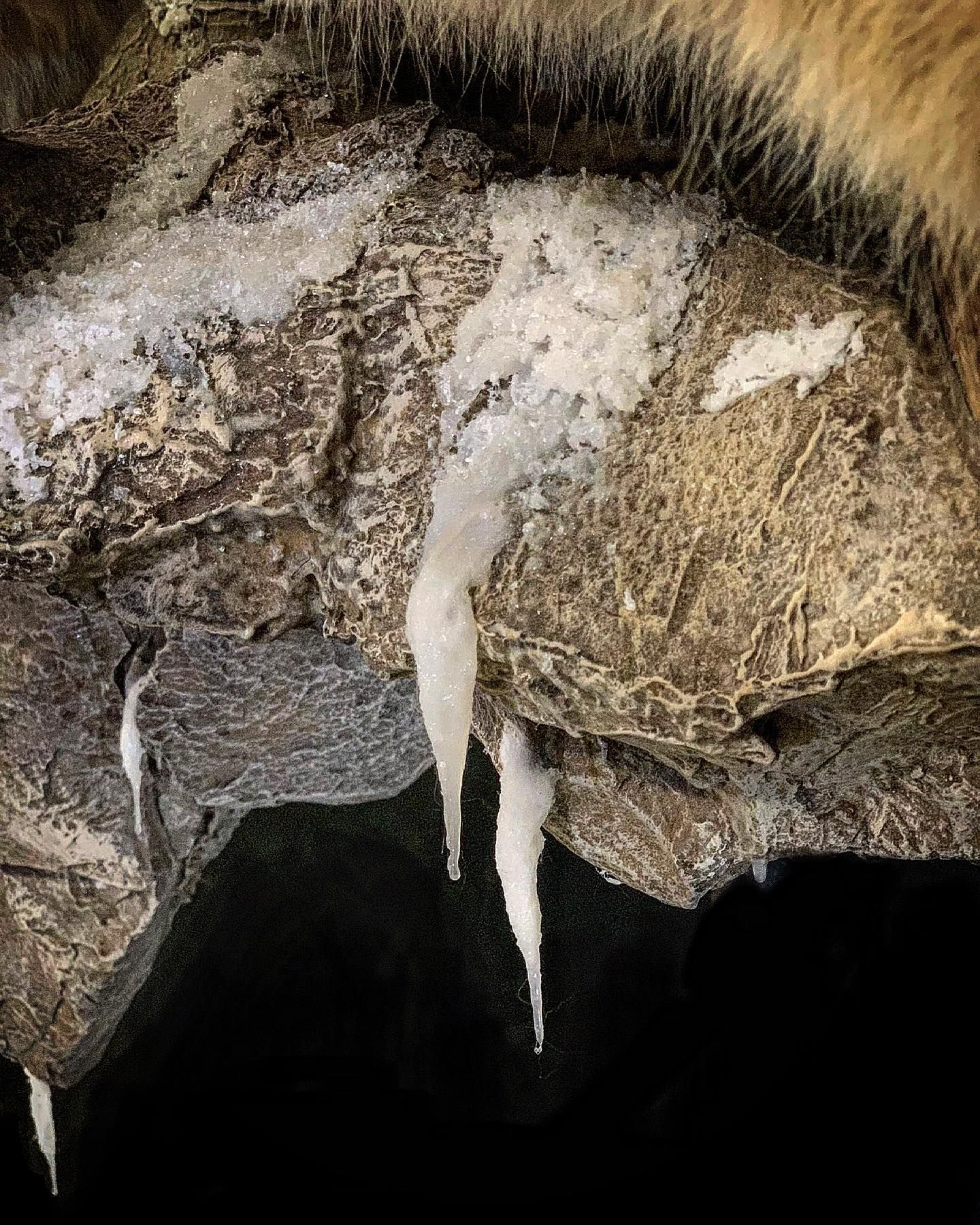 A close up of a cat 's paw with ice coming out of it.