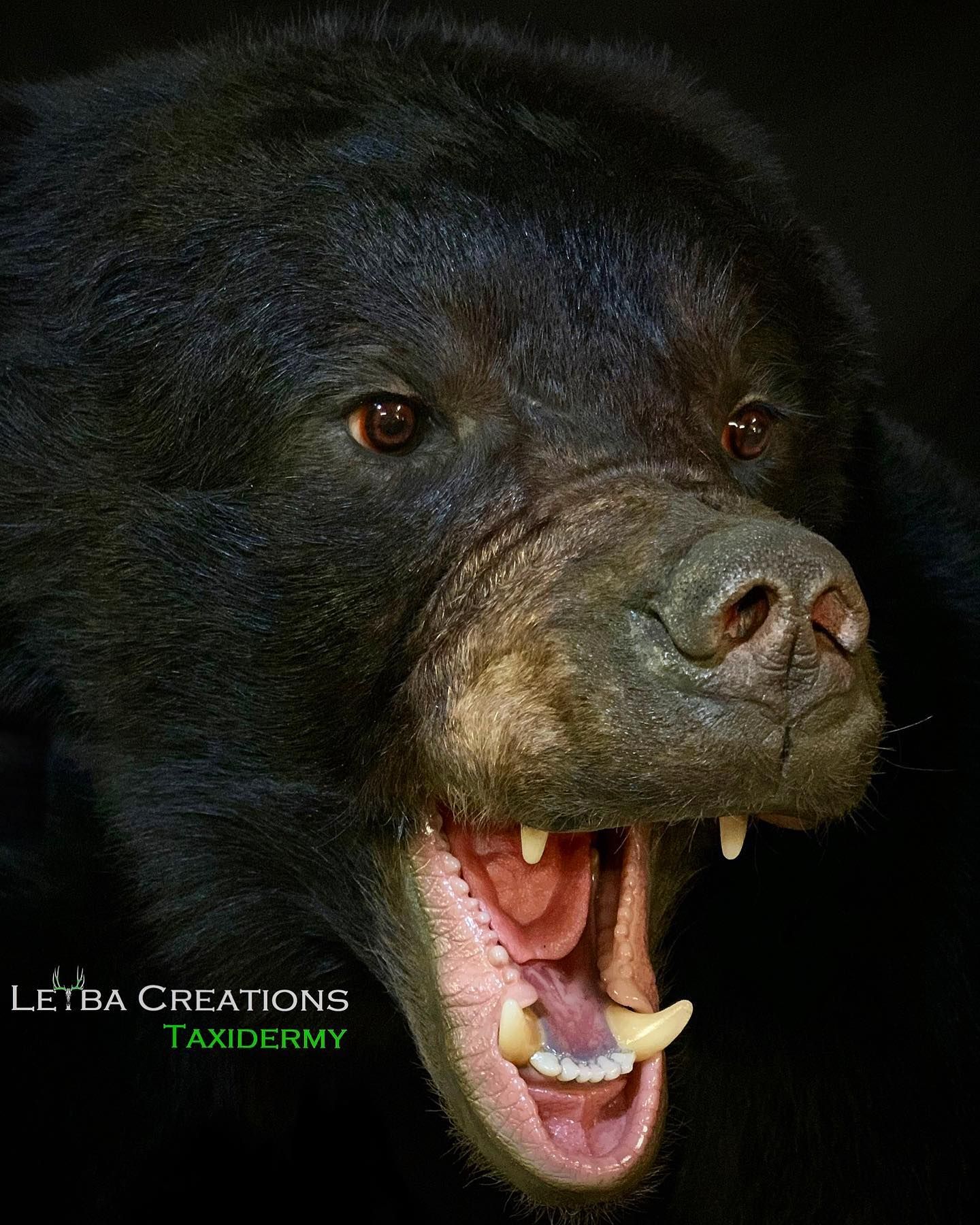 A close up of a black bear with its mouth open