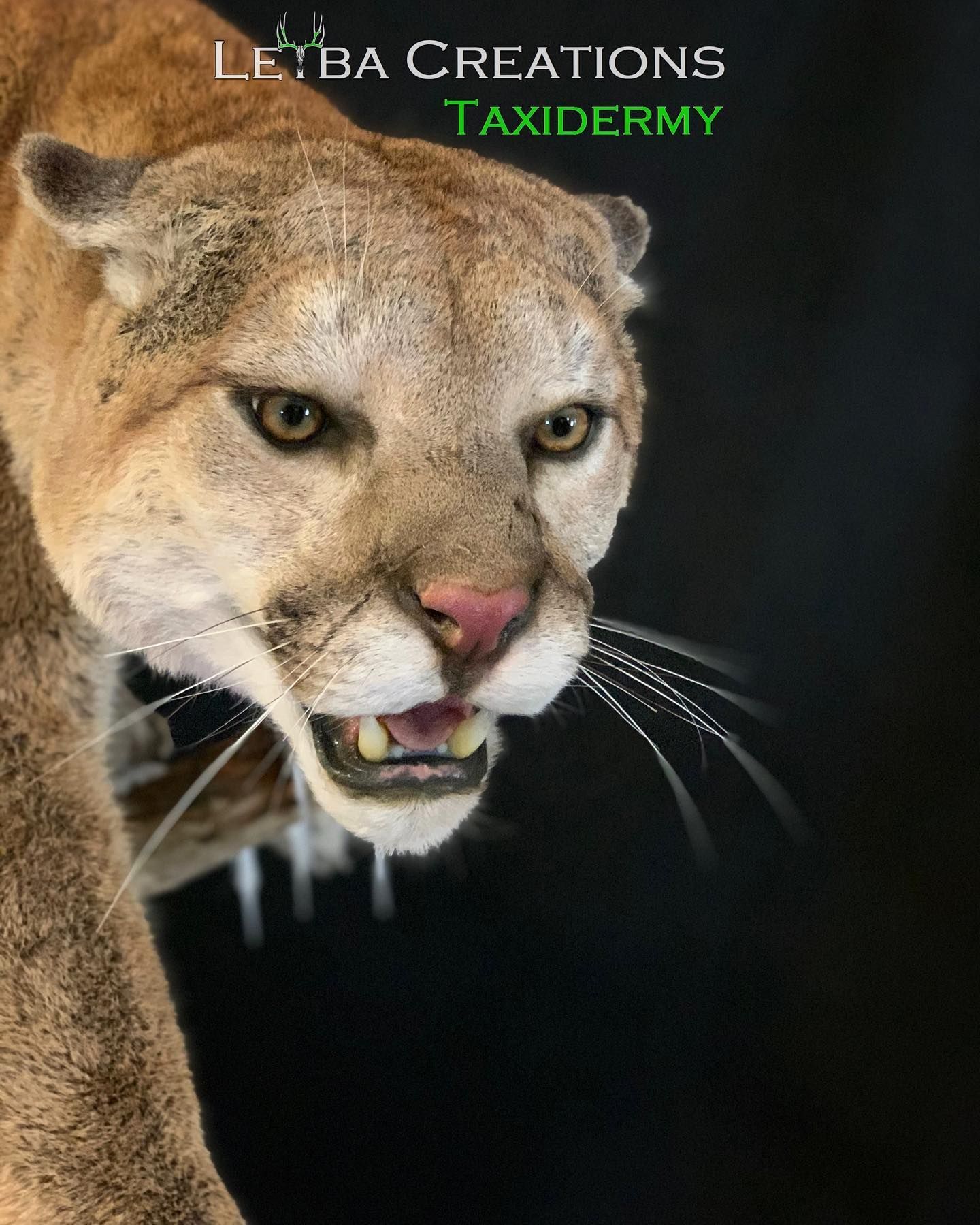 A taxidermy of a mountain lion with its mouth open
