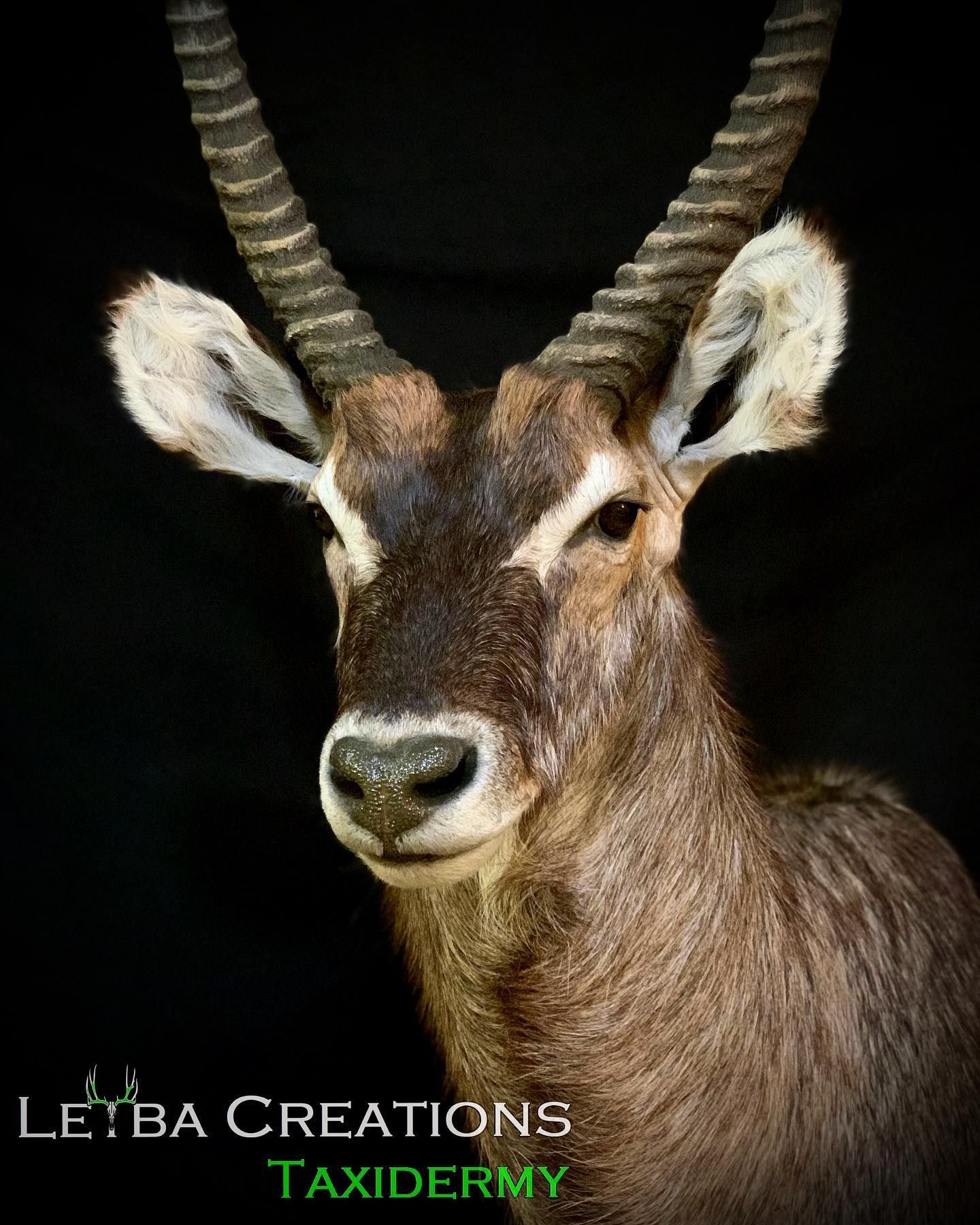 A close up of a deer head with horns on a black background.