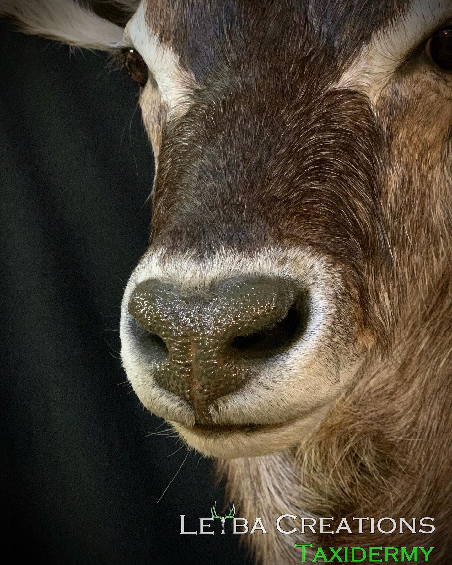 A close up of a goat 's nose on a black background.