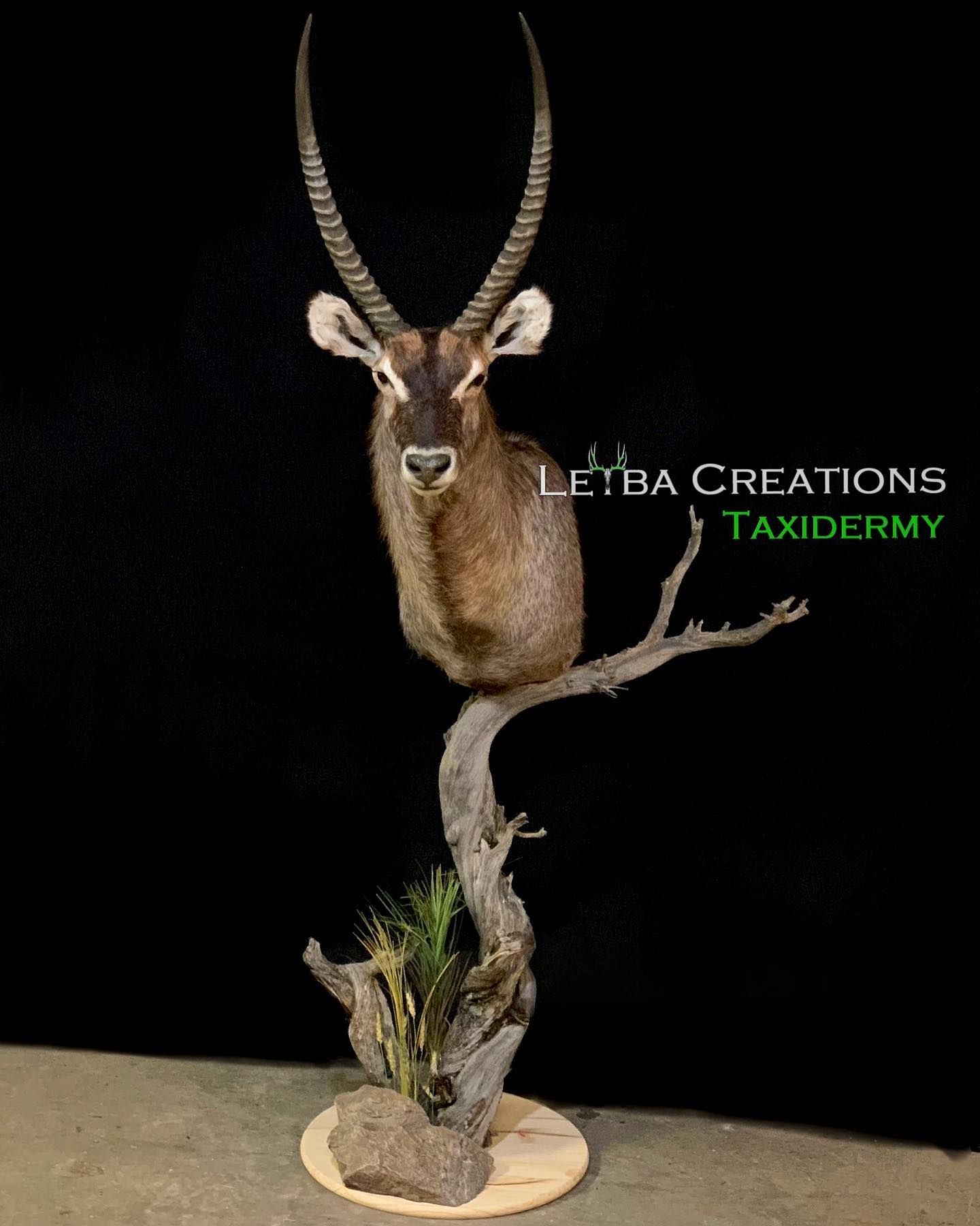 A stuffed antelope head is sitting on top of a tree branch.