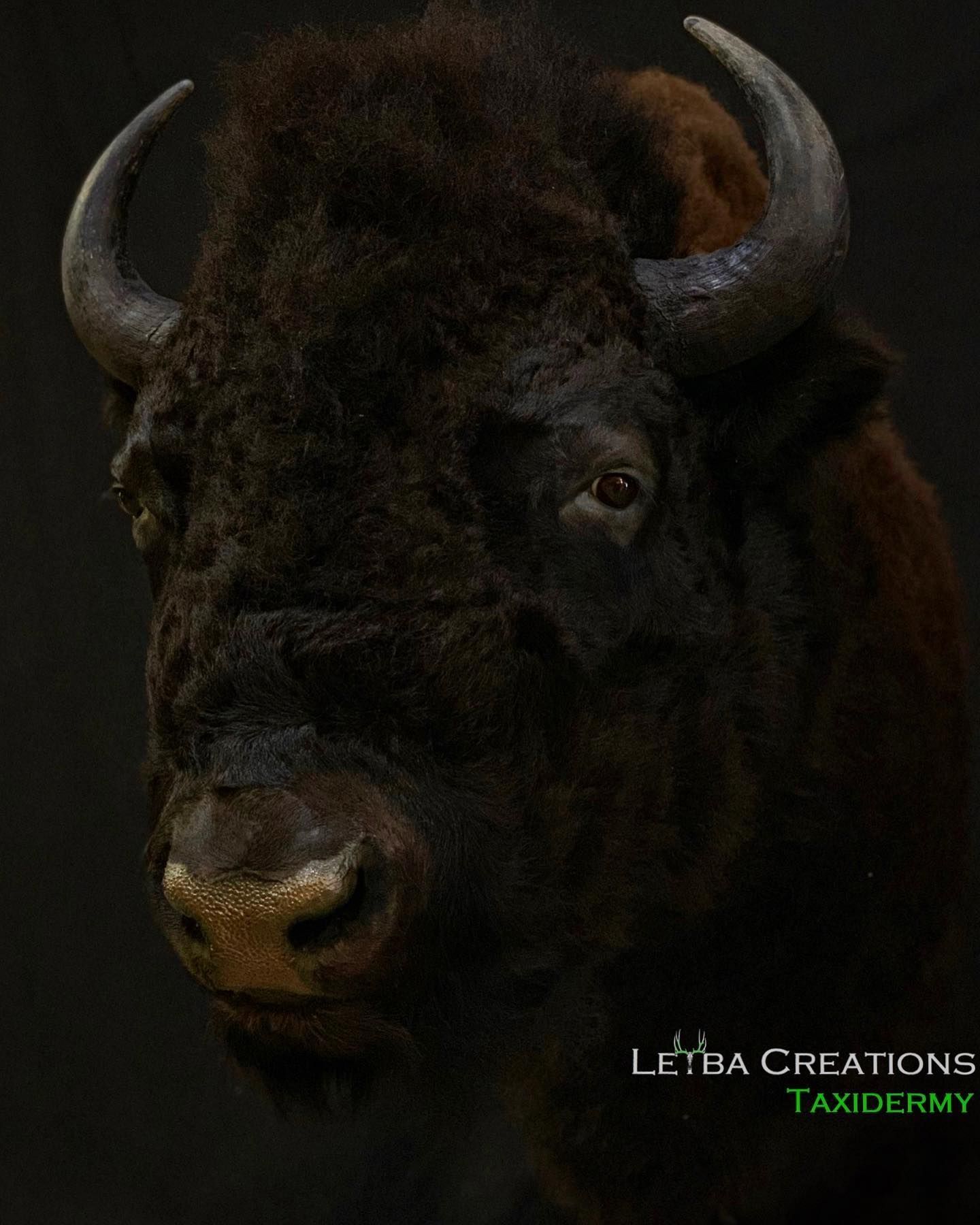 A close up of a bison 's head by leiba creations taxidermy