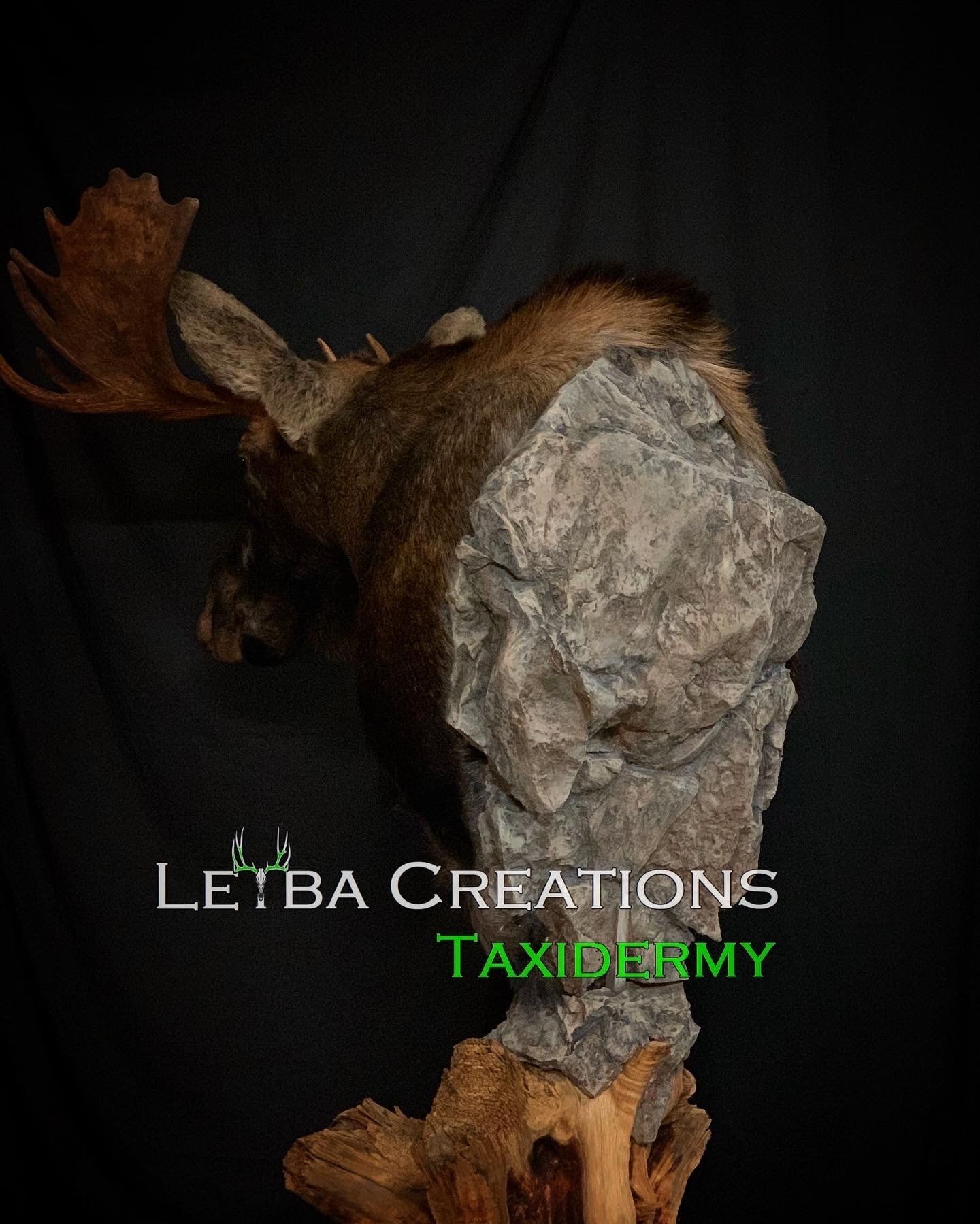 A moose head is sitting on top of a rock.