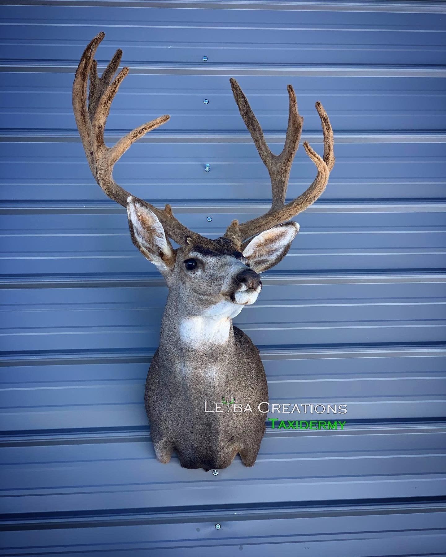 A deer head mounted on a metal wall.