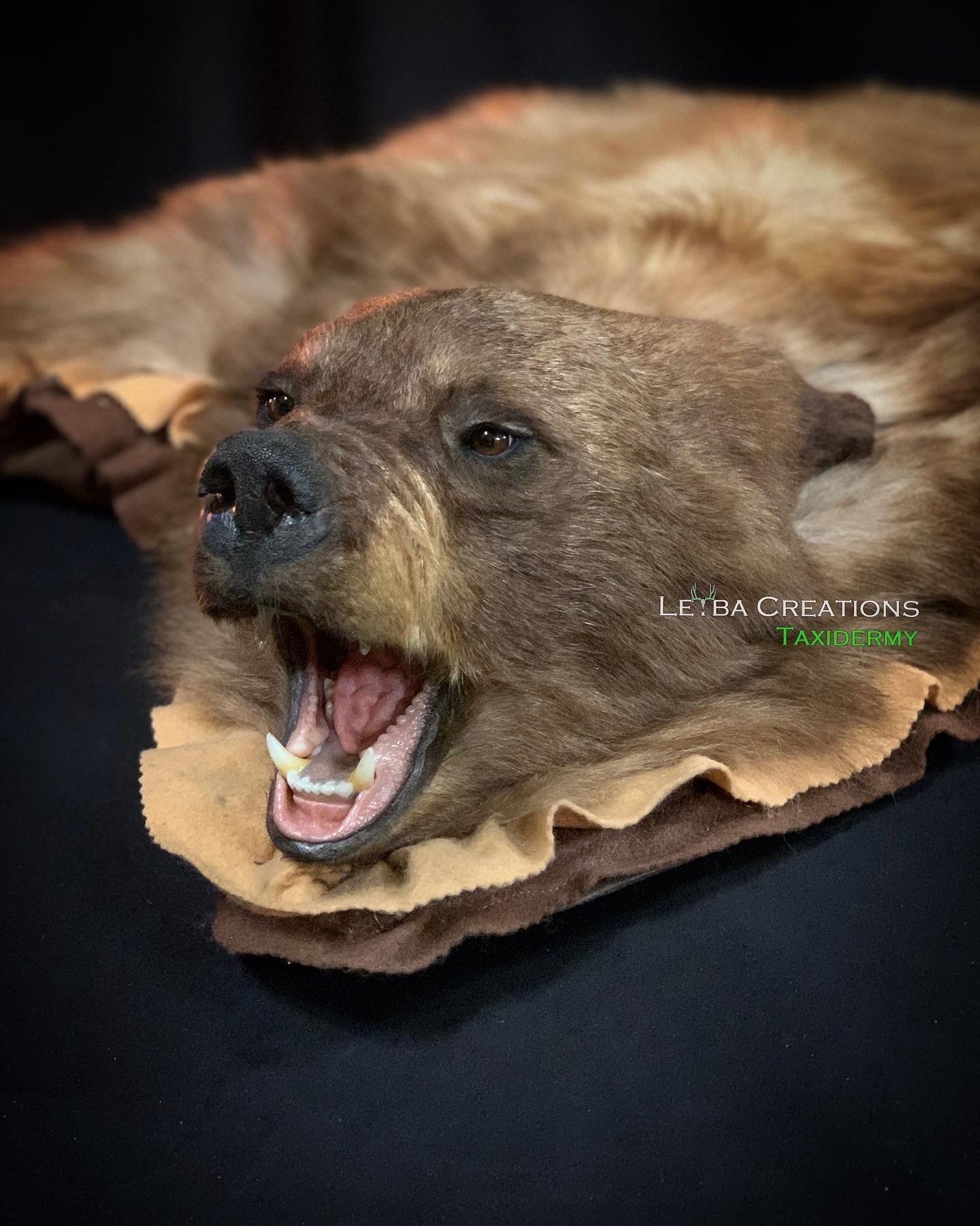 A stuffed bear with its mouth open is laying on a black surface.