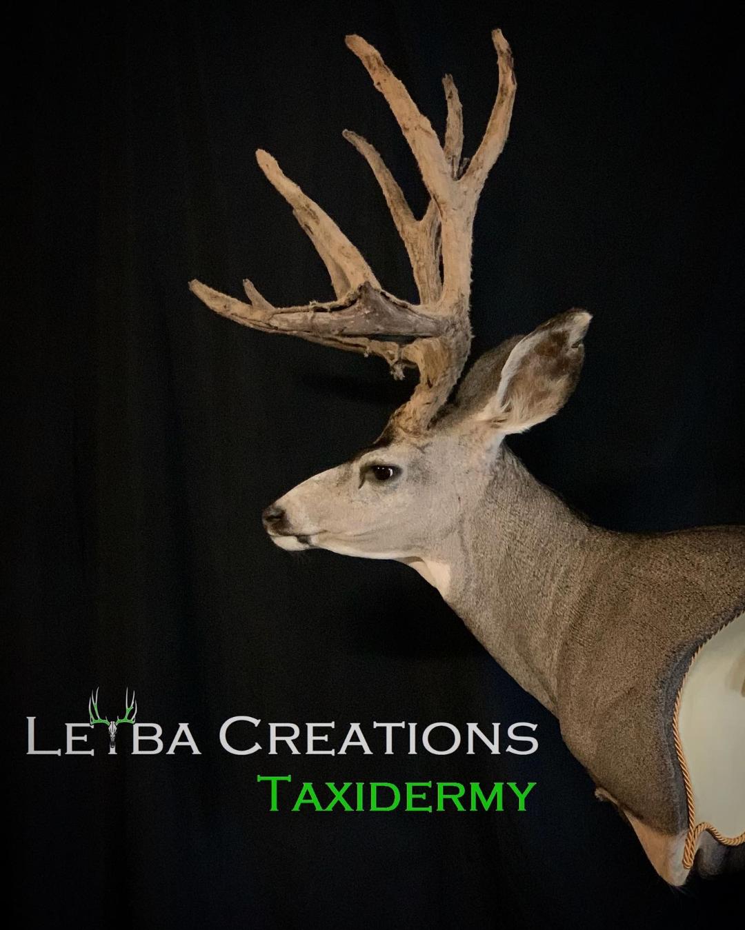 A taxidermy mount of a deer against a black background