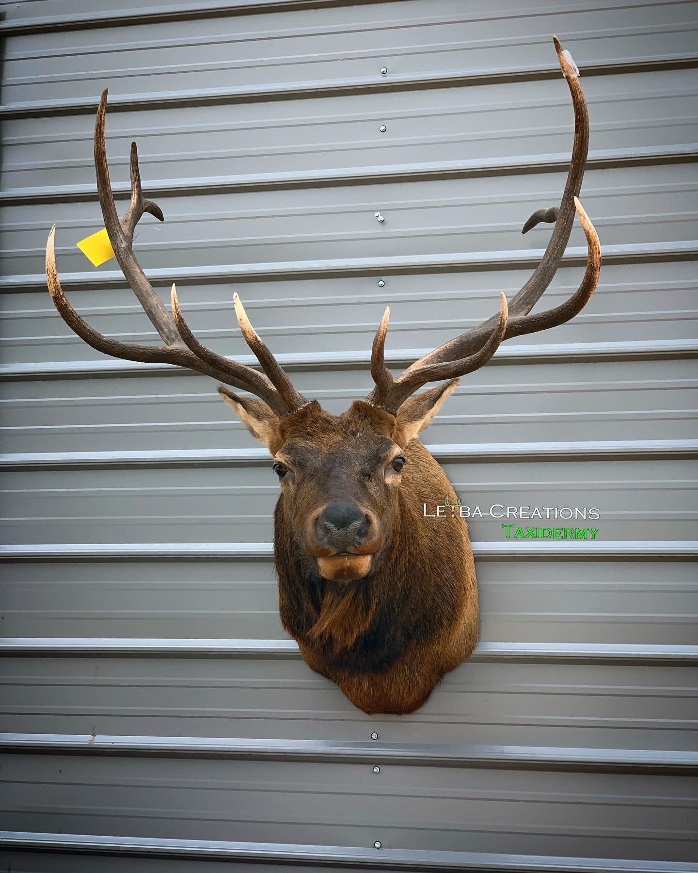 A deer head with antlers is hanging on a wall