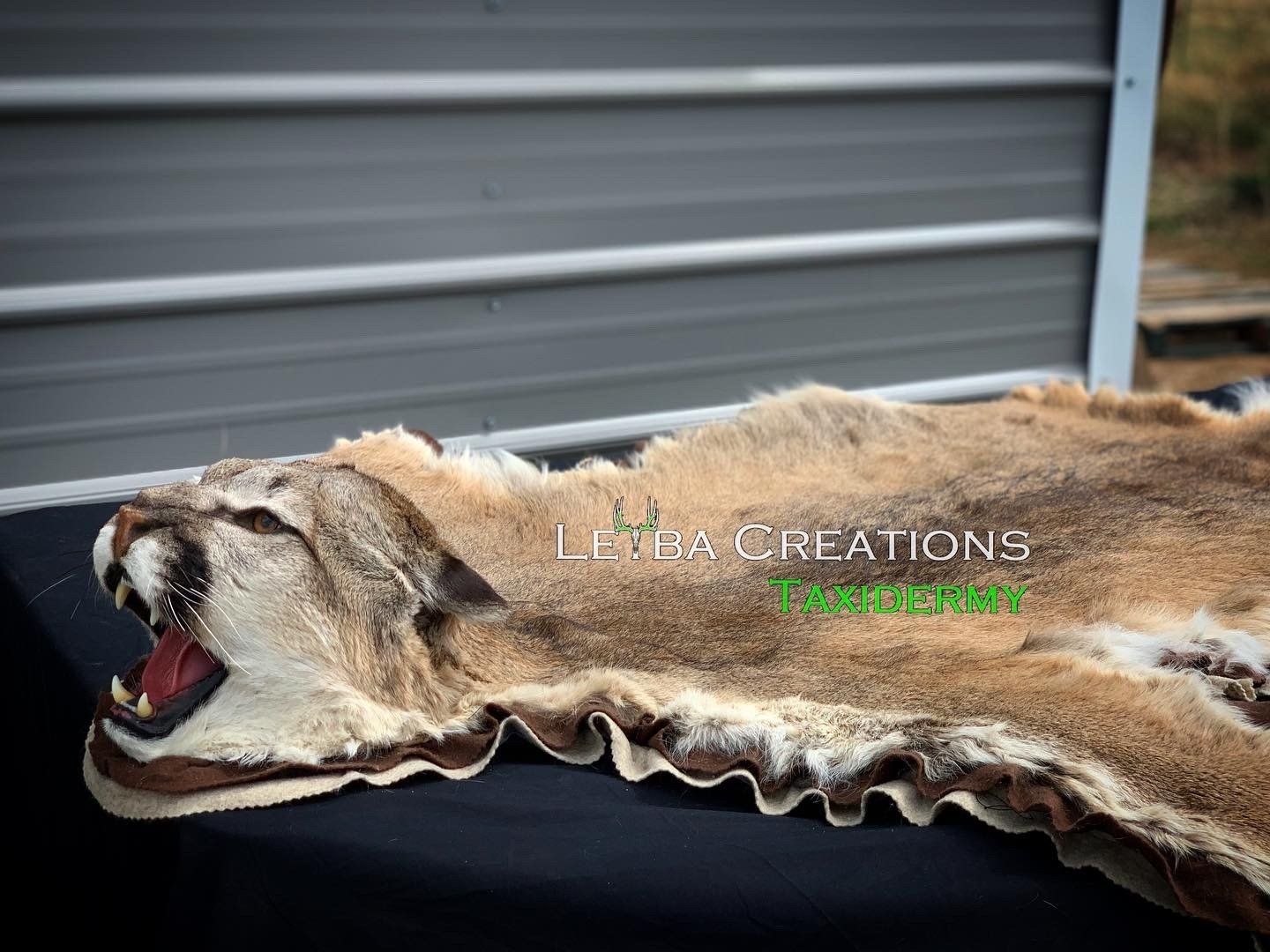 A fur rug of a mountain lion with its mouth open is laying on a table.