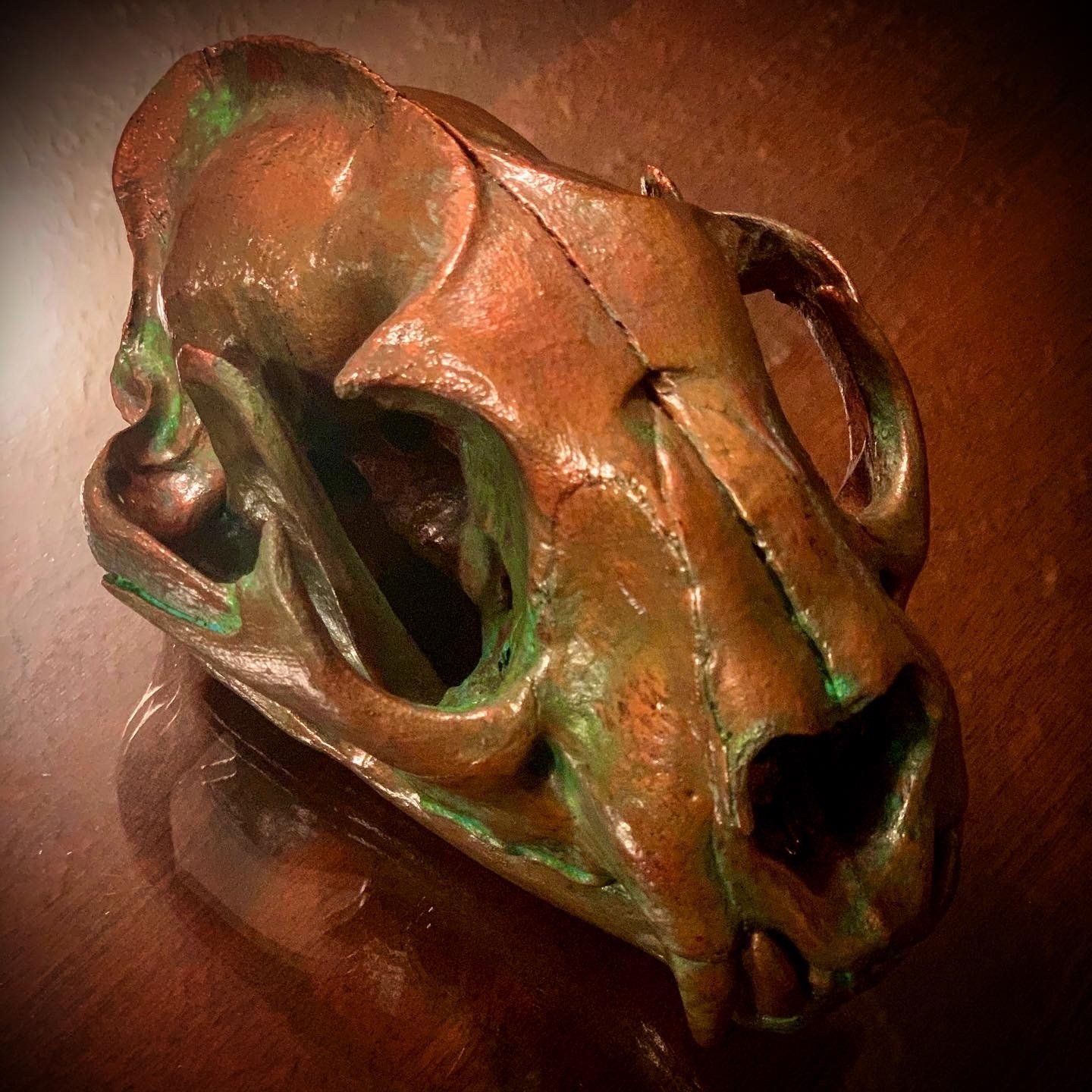 A close up of a bear skull on a table