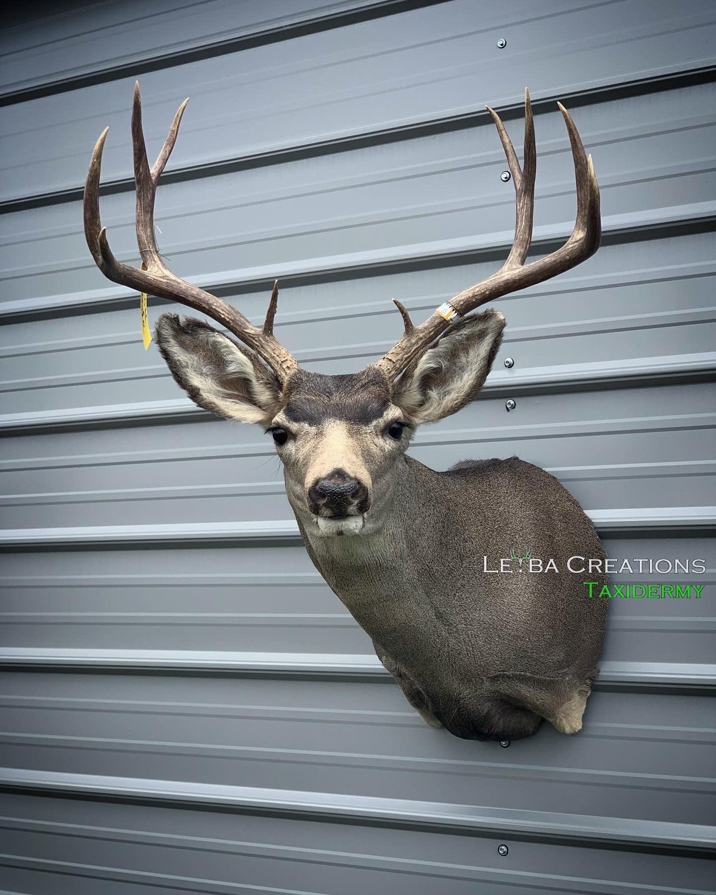 A deer head is hanging on a metal wall.