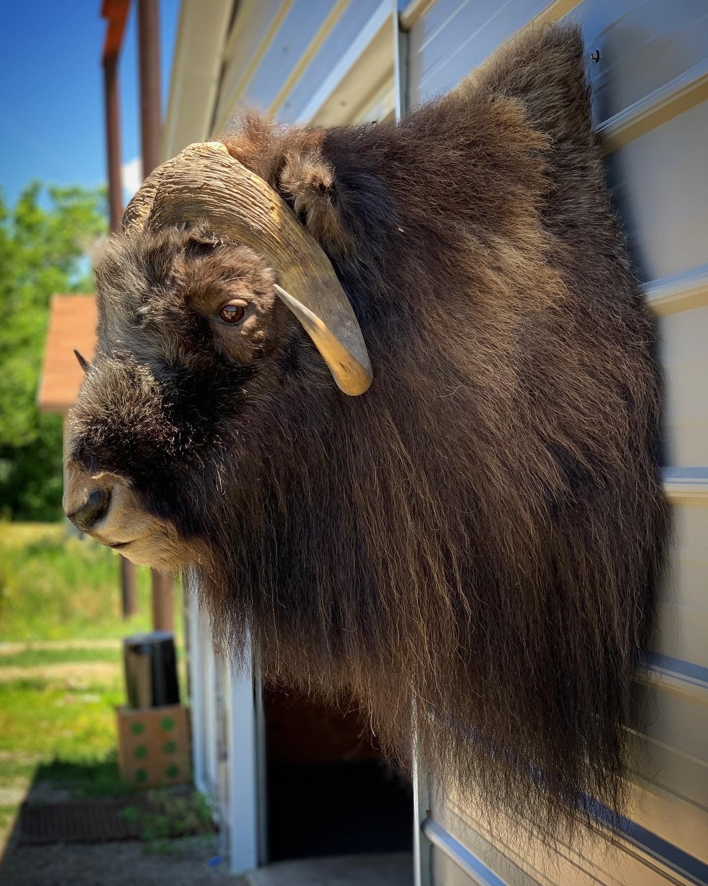 A stuffed bison head is hanging on the side of a building.