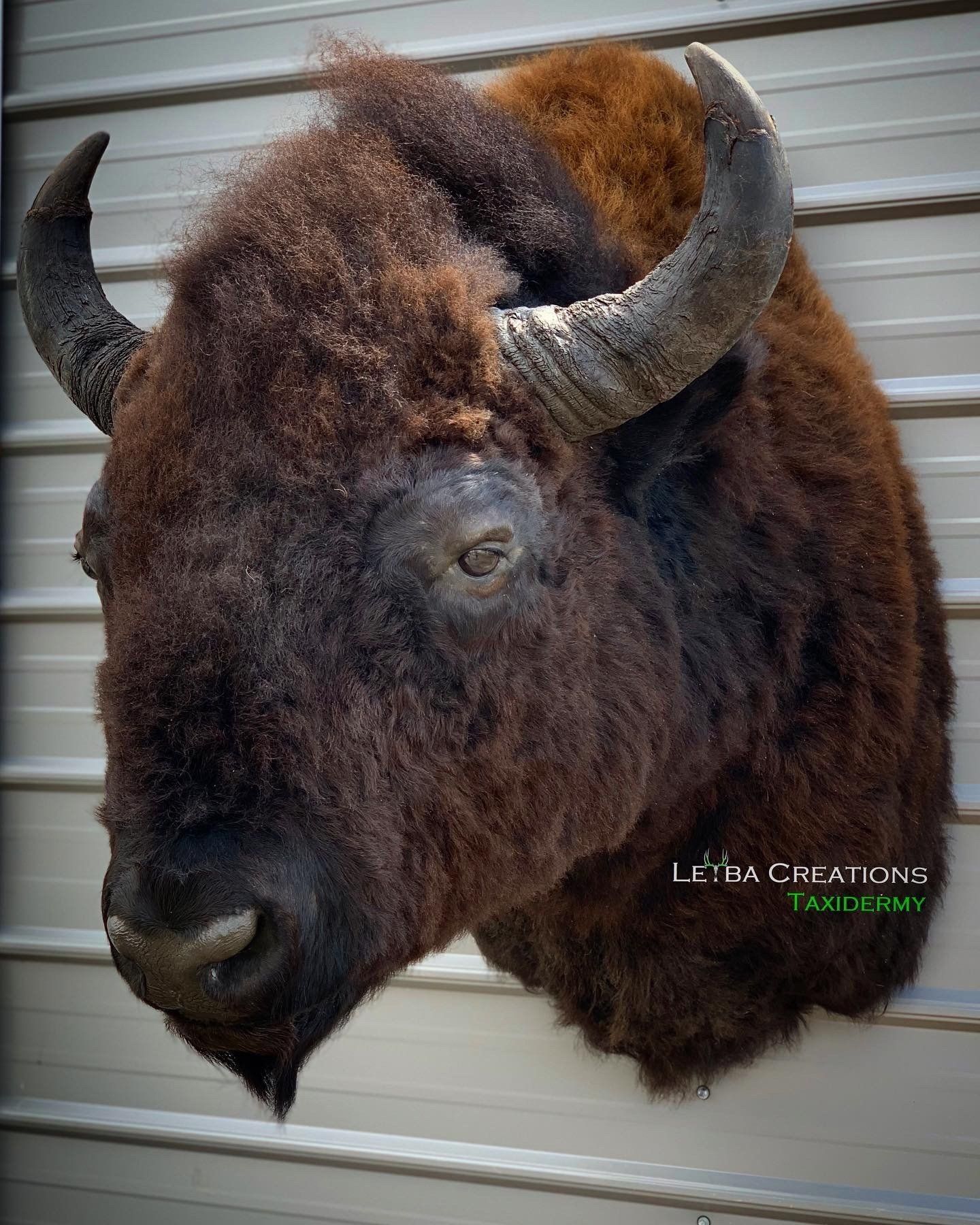 A stuffed bison head is hanging on a wall.
