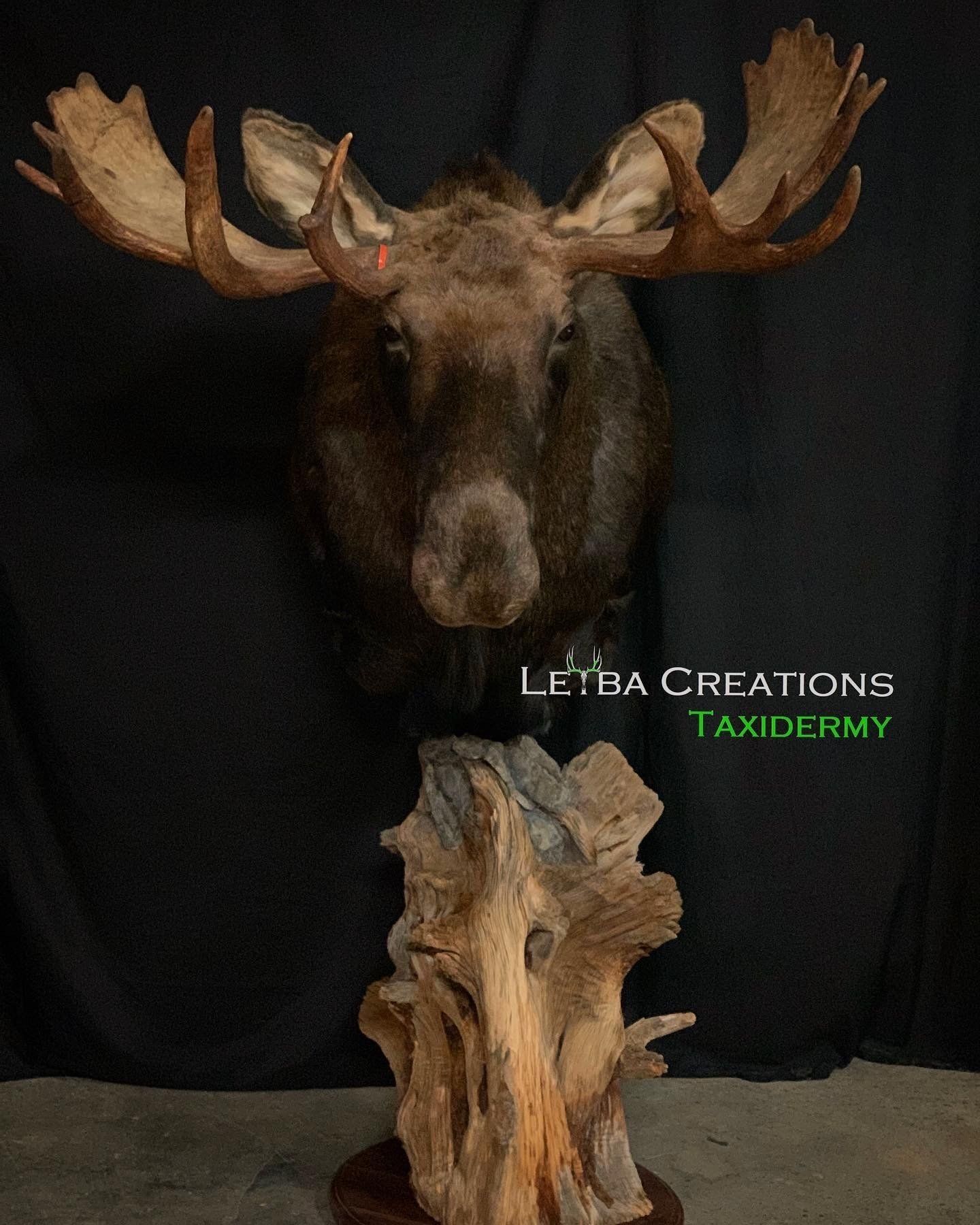 A moose head is mounted on a piece of driftwood.