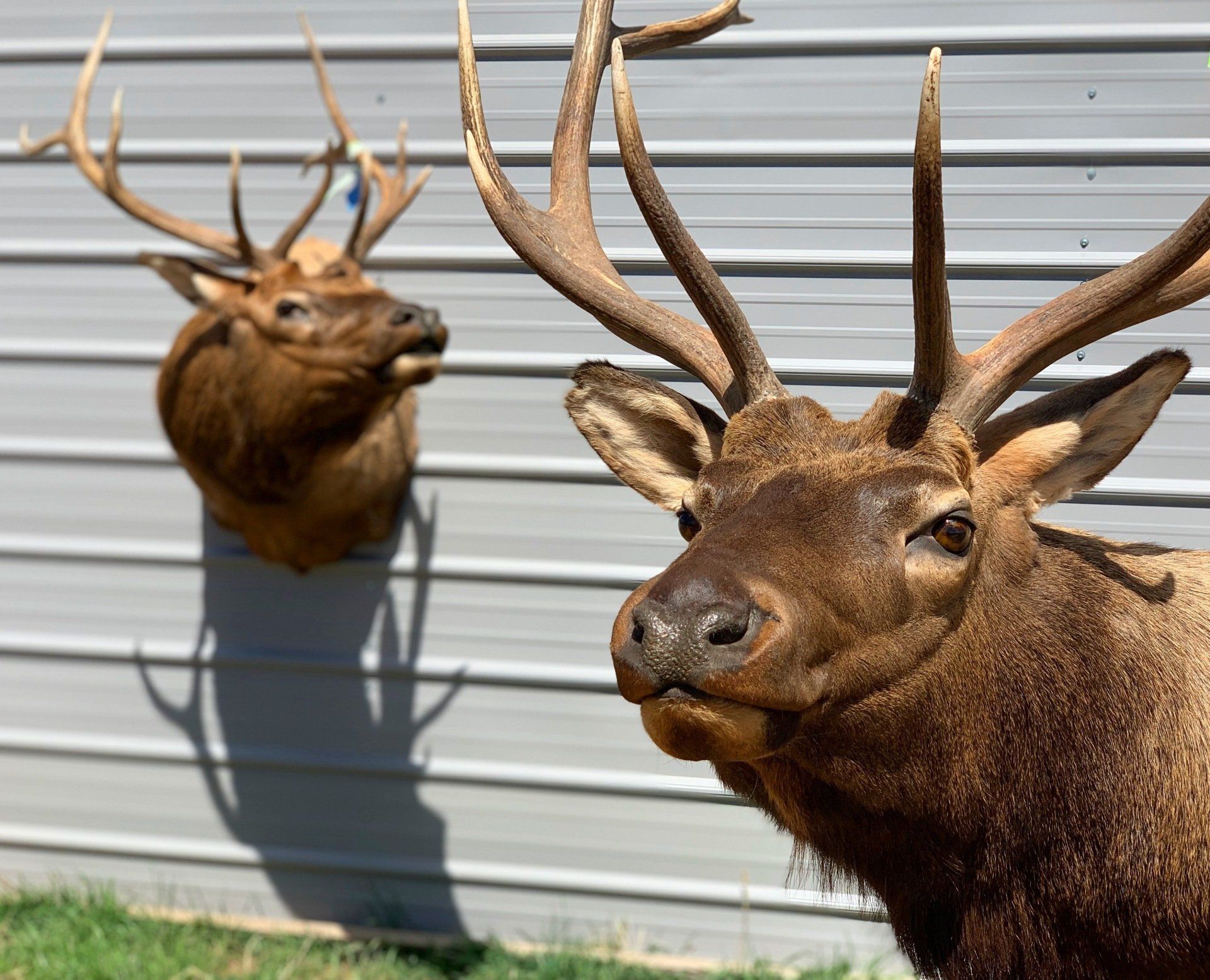 Two deer heads are hanging on a metal wall.