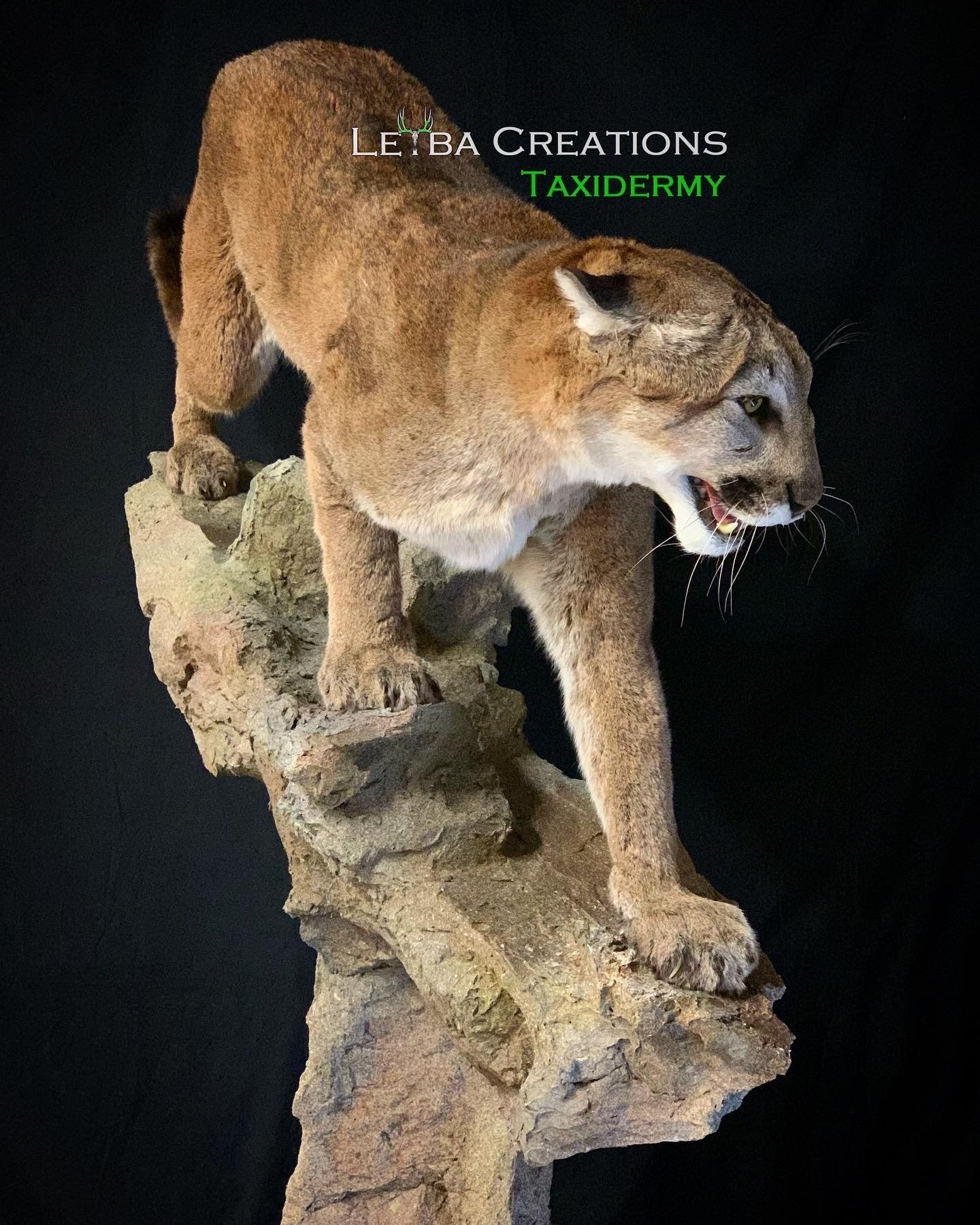 A stuffed mountain lion is standing on top of a rock.