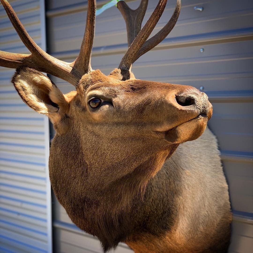 A close up of a deer head hanging on a wall