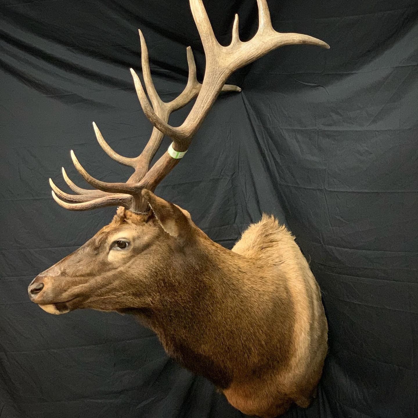 A close up of a deer 's head against a black background