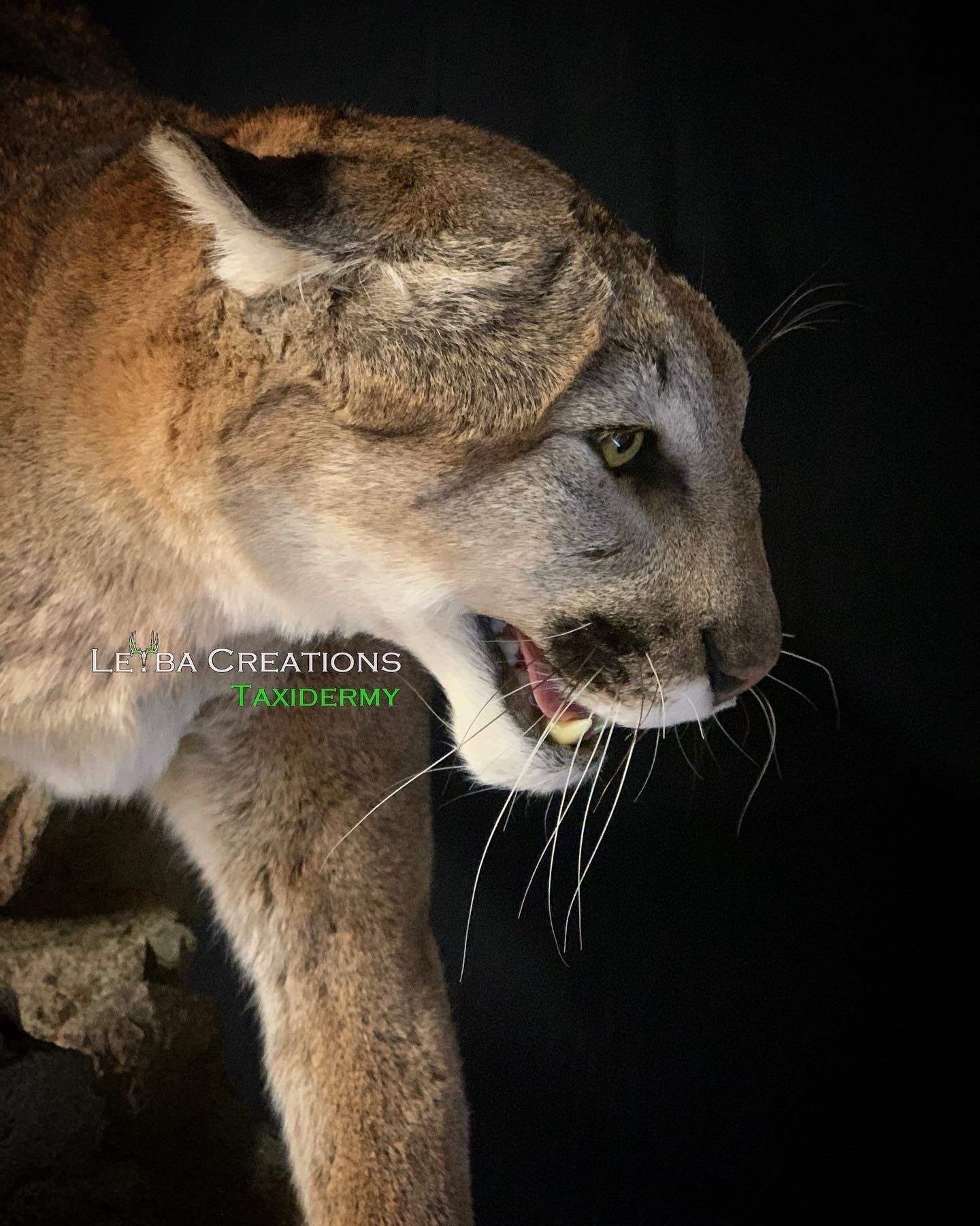 A close up of a stuffed mountain lion with its mouth open.