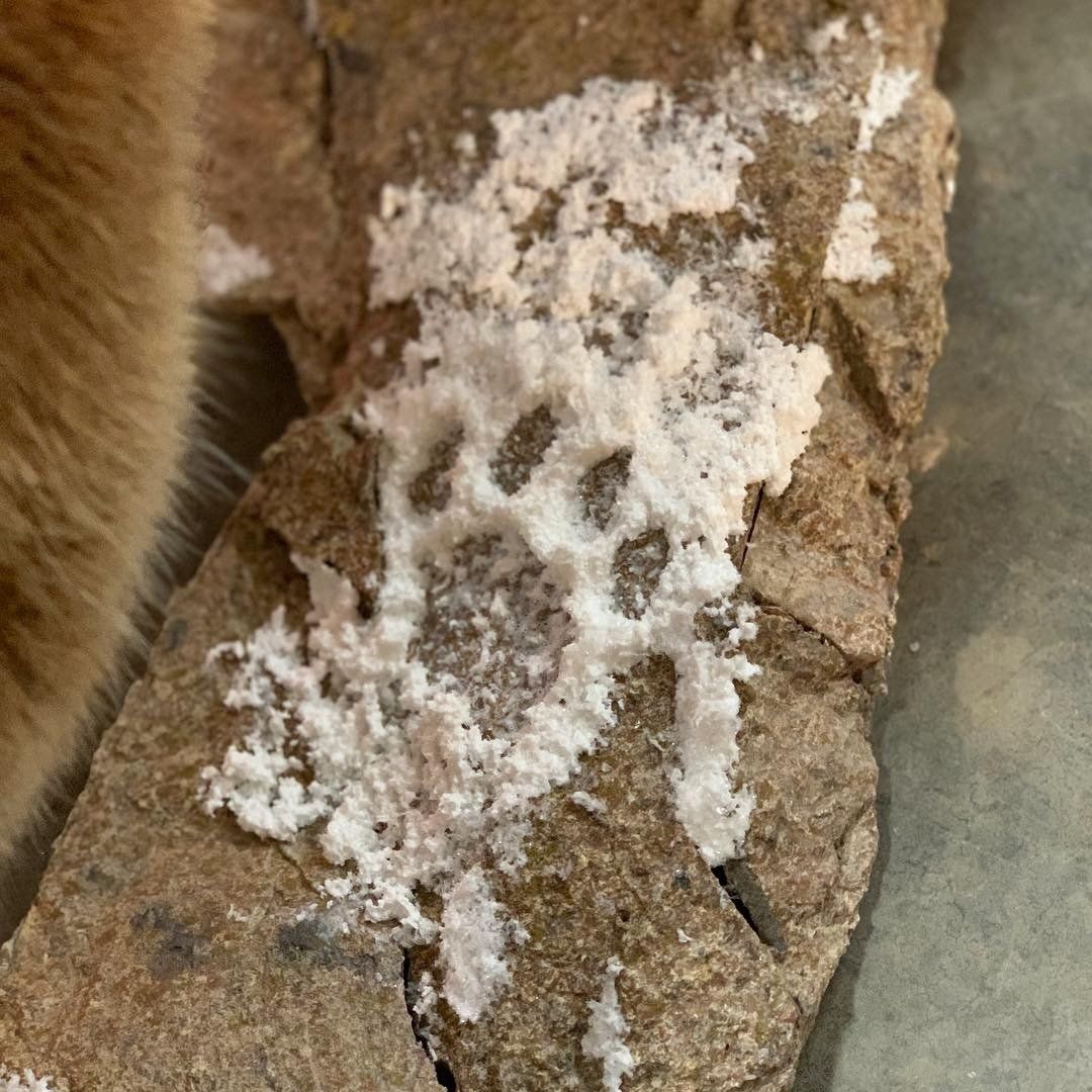 A close up of a cat 's paw with white spots on it.