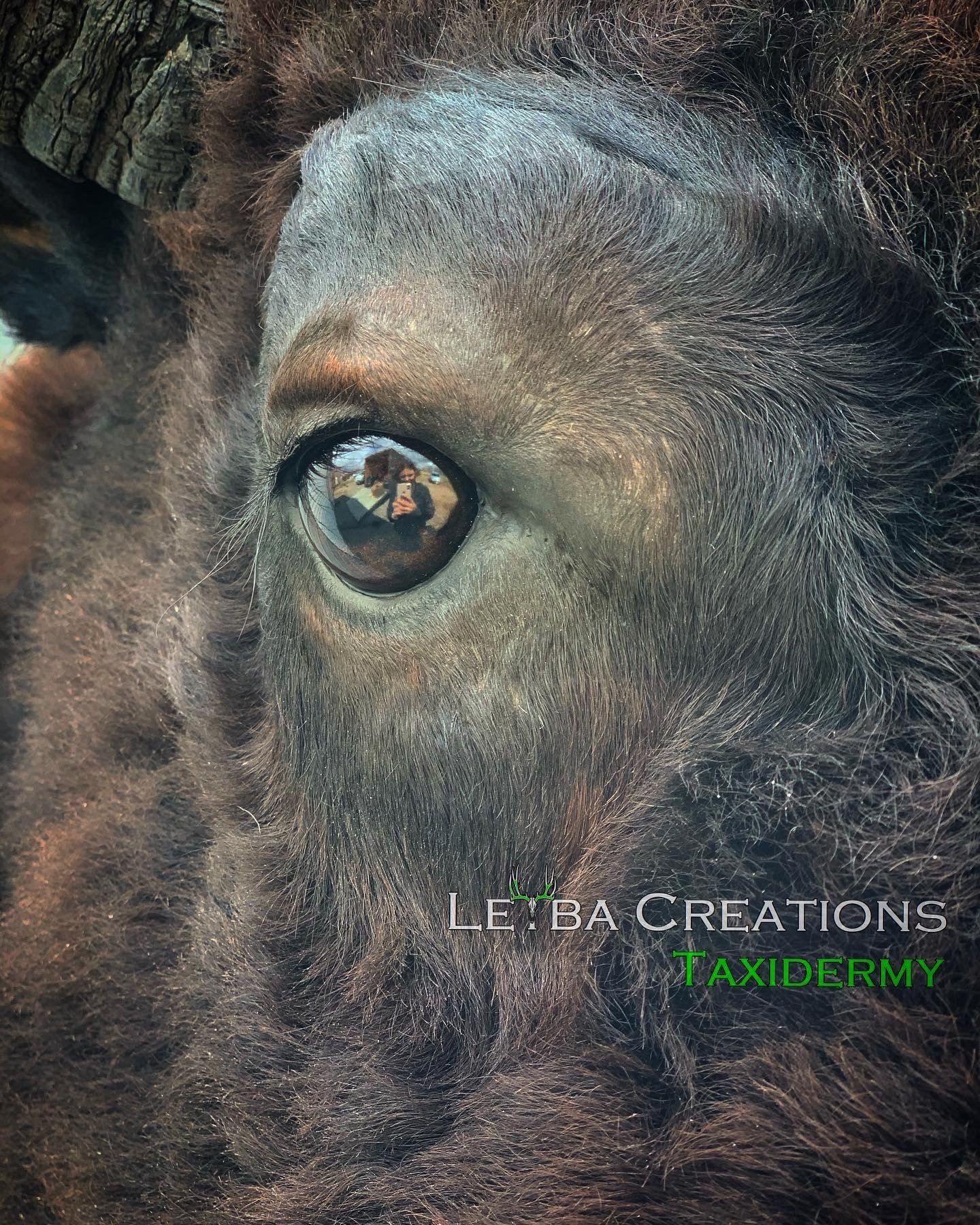 A close up of a sheep 's eye with a reflection of a person in it.