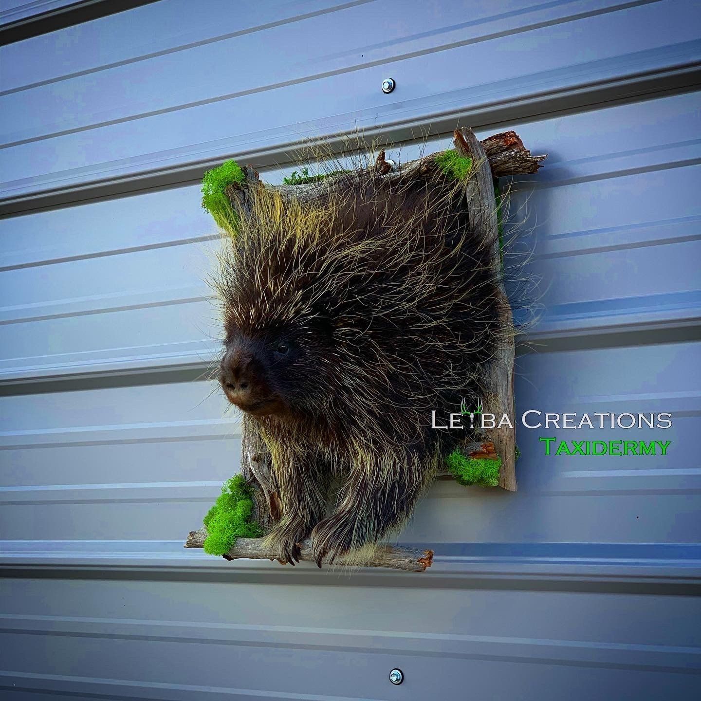 A porcupine head is hanging on a metal wall.