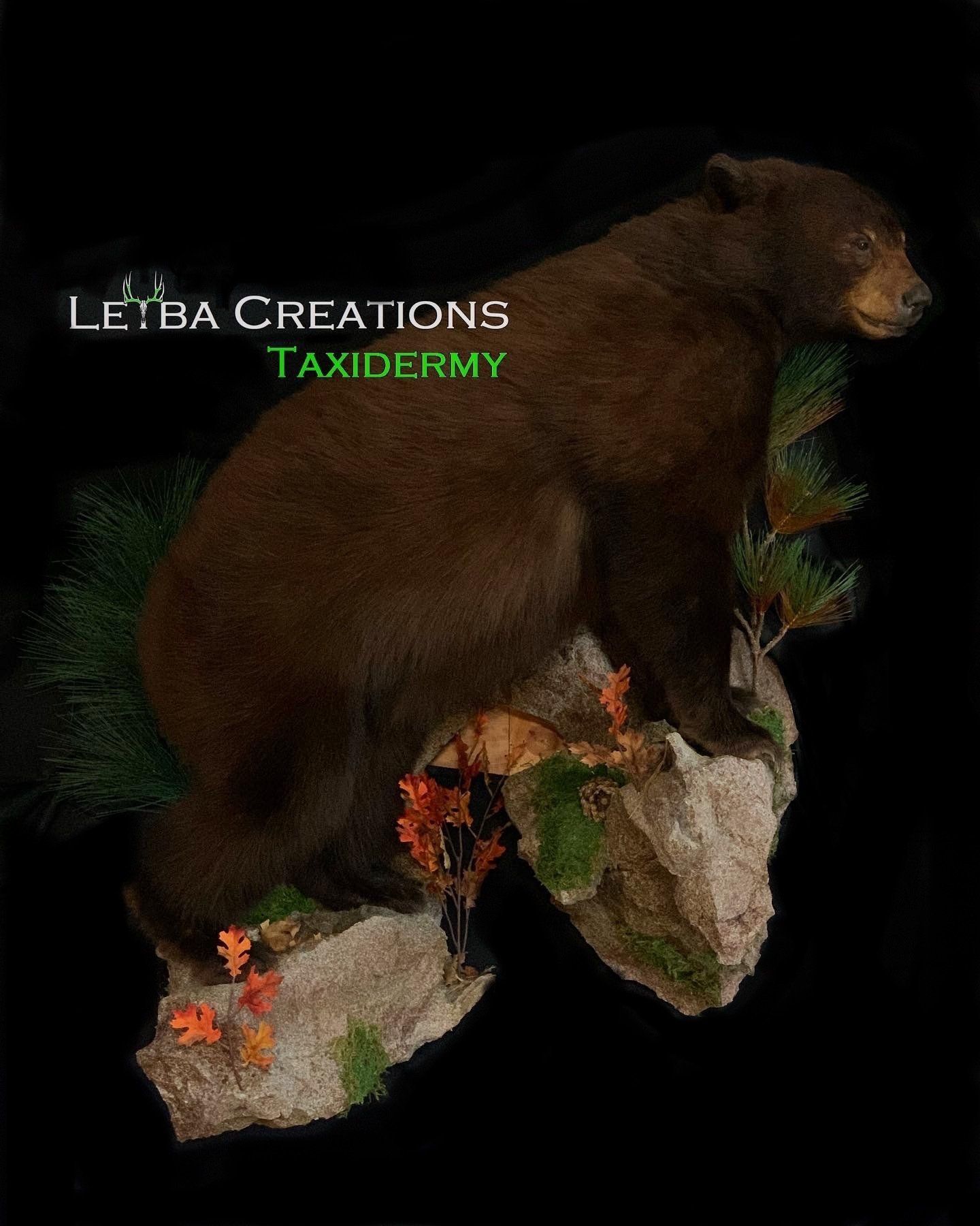 A black bear is sitting on top of a rock.