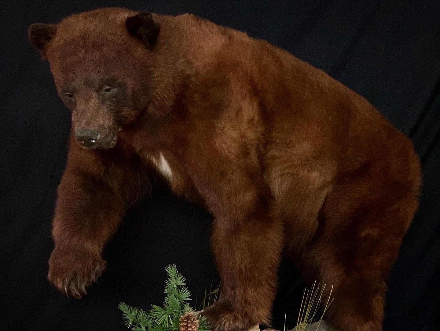 A brown bear is standing next to a deer on a black background.