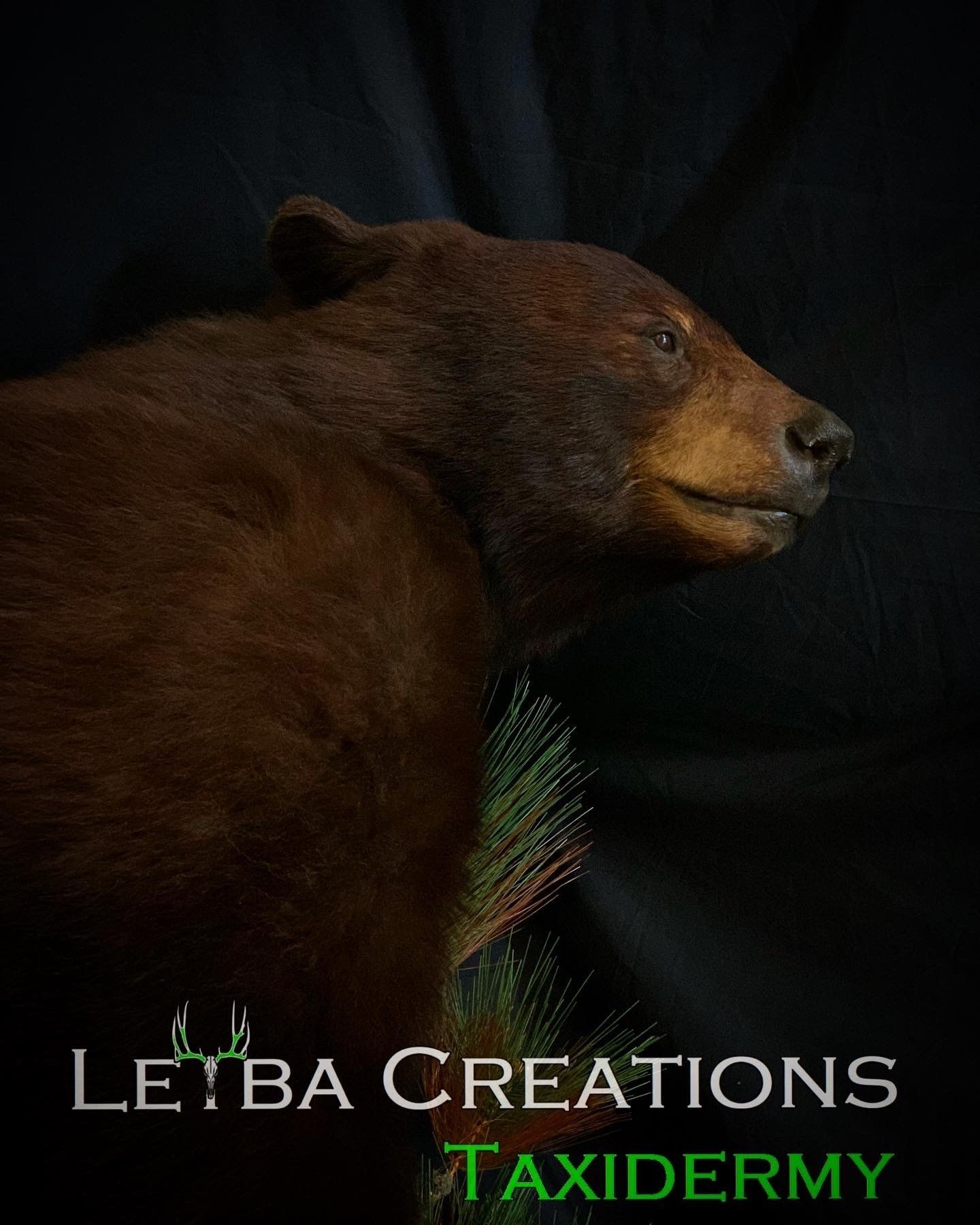 A brown bear is standing next to a pine tree on a black background.