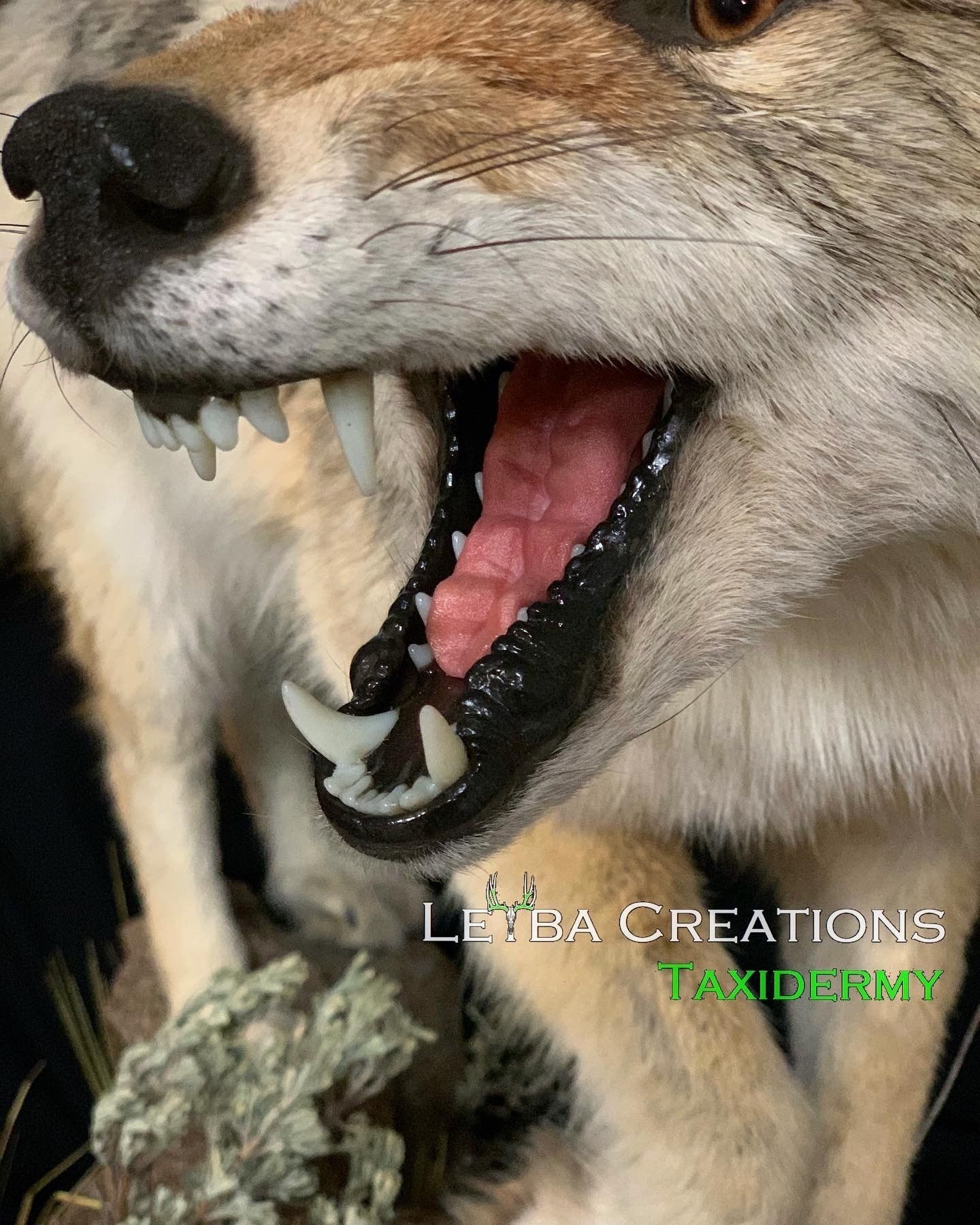 A close up of a wolf with its mouth open.