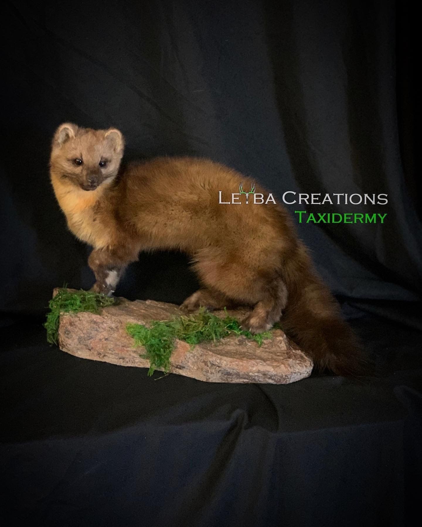 A taxidermy of a marten standing on top of a rock.