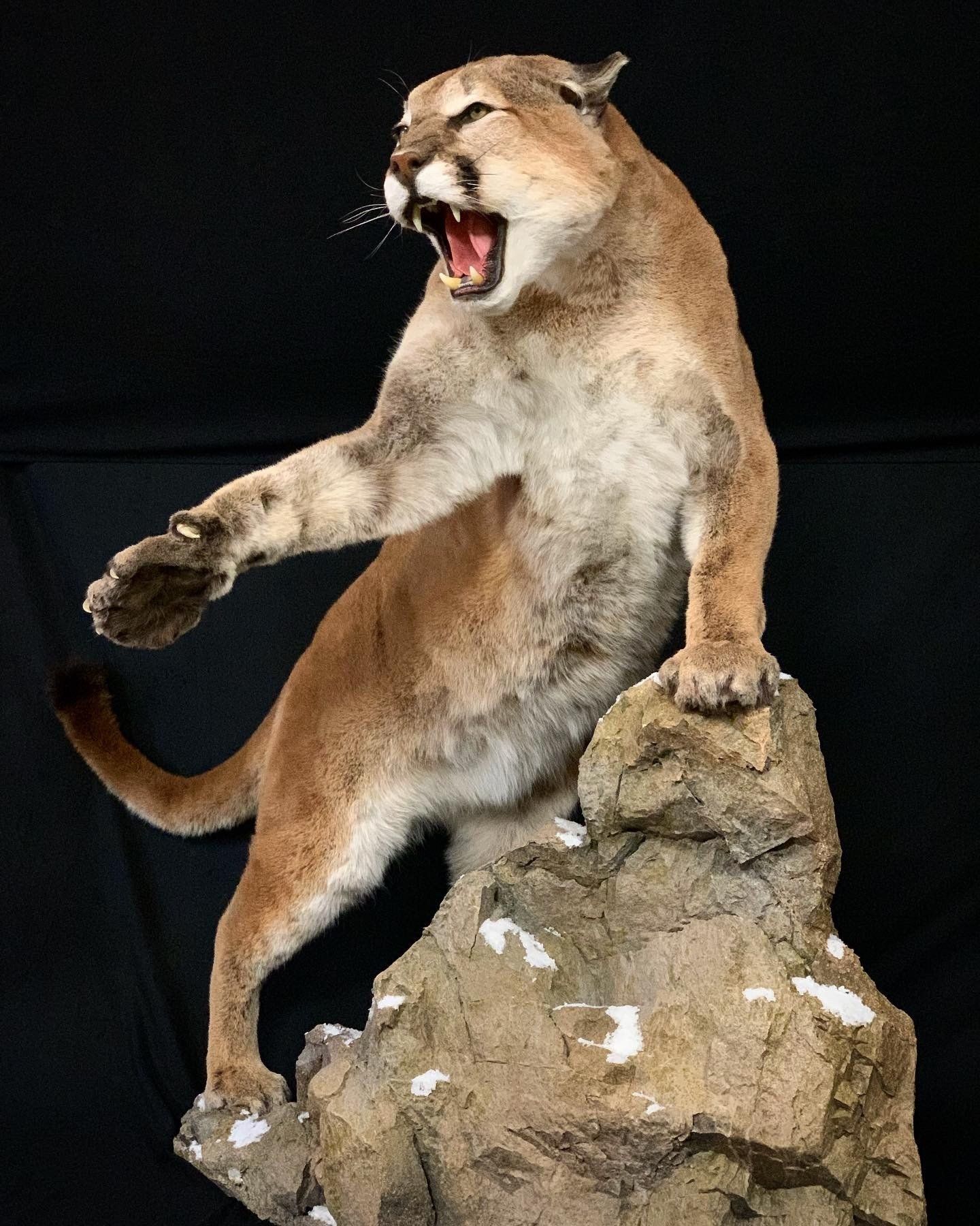A stuffed mountain lion is standing on a rock with its mouth open.