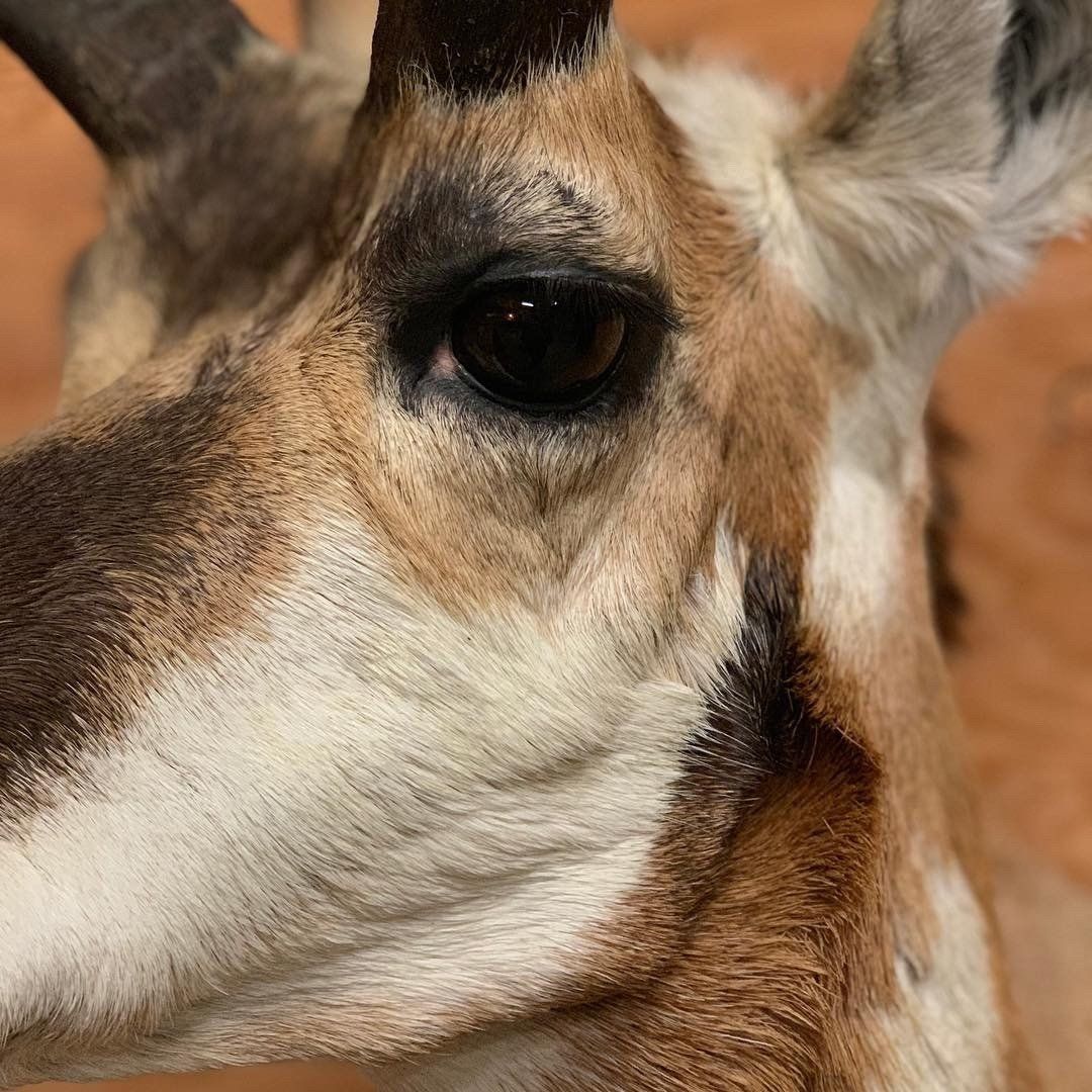 A close up of a deer 's face with horns.