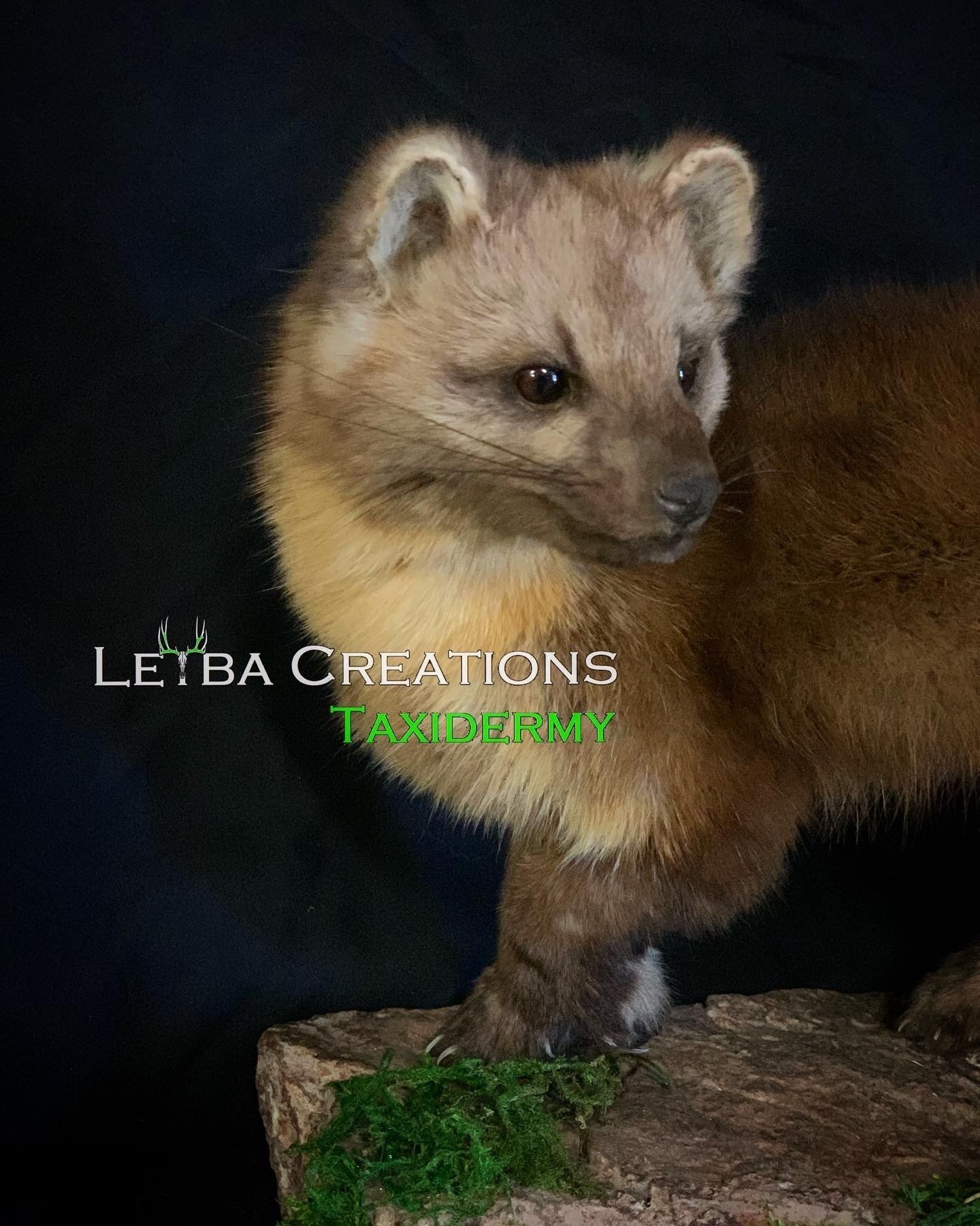 A close up of a furry animal standing on top of a rock.