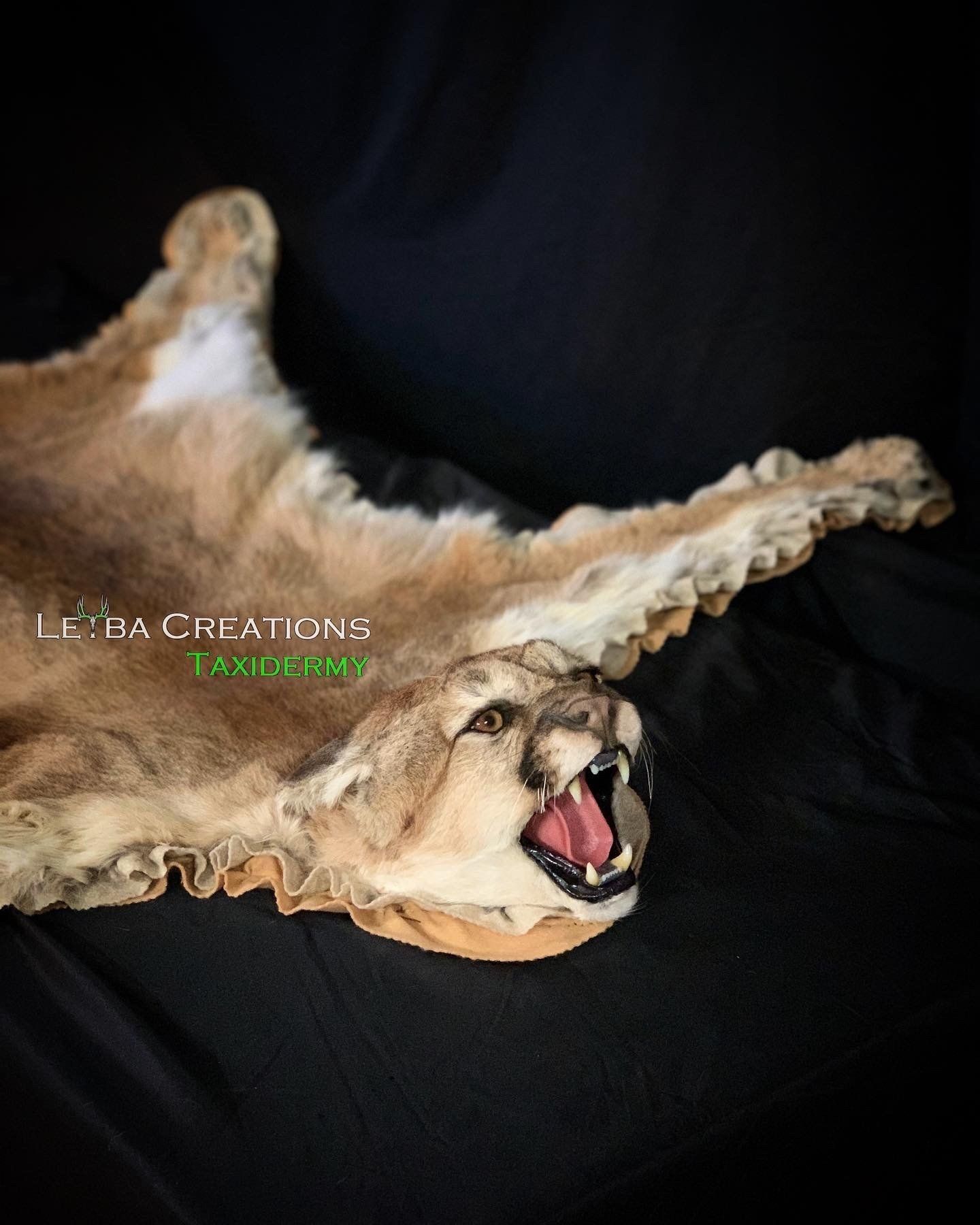 A fur rug of a mountain lion with its mouth open.