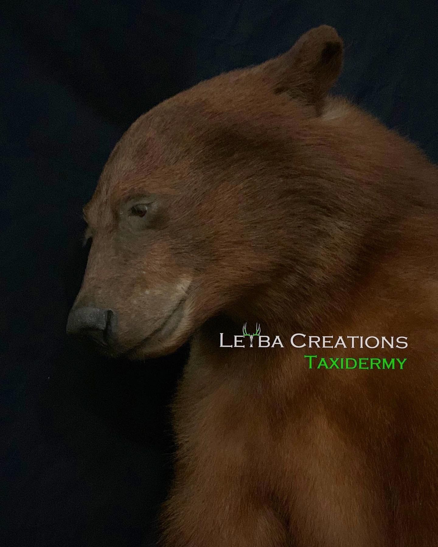 A close up of a brown bear with the words letba creations taxidermy on the bottom