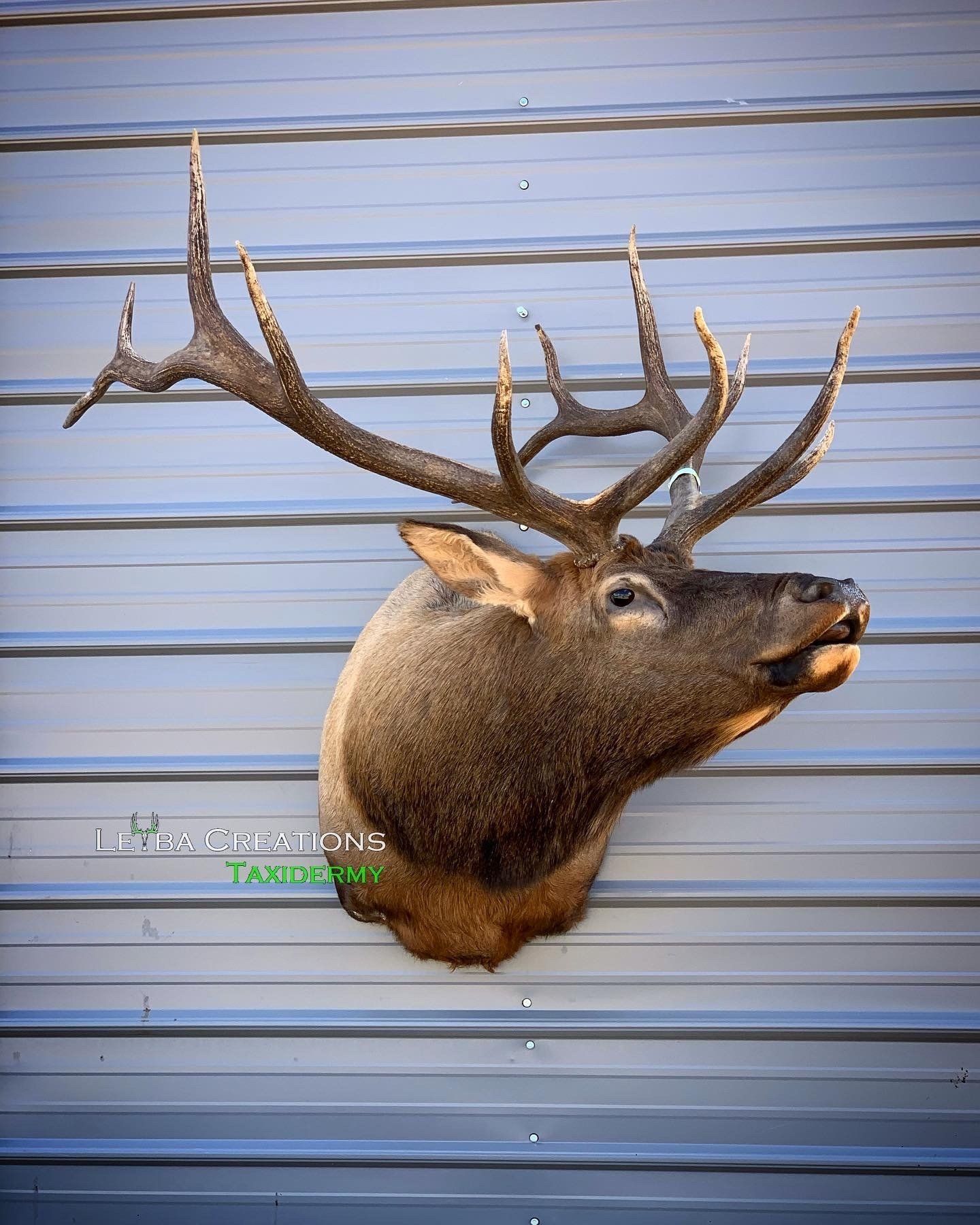 A deer head is hanging on a metal wall.