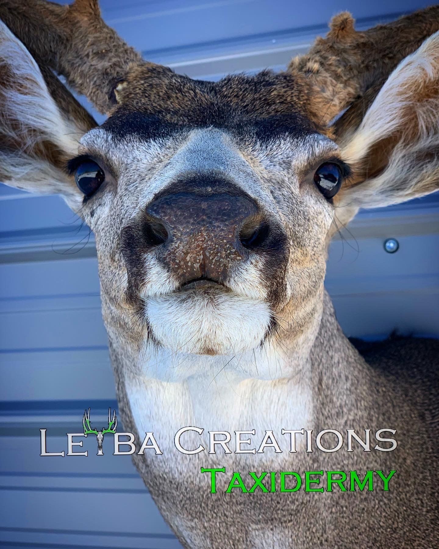 A close up of a stuffed deer head with horns.