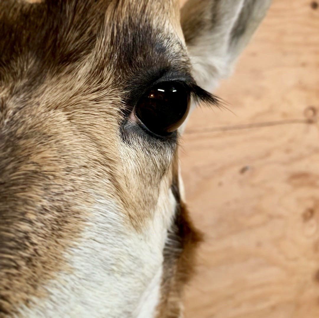 A close up of a deer 's eye on a wooden floor.