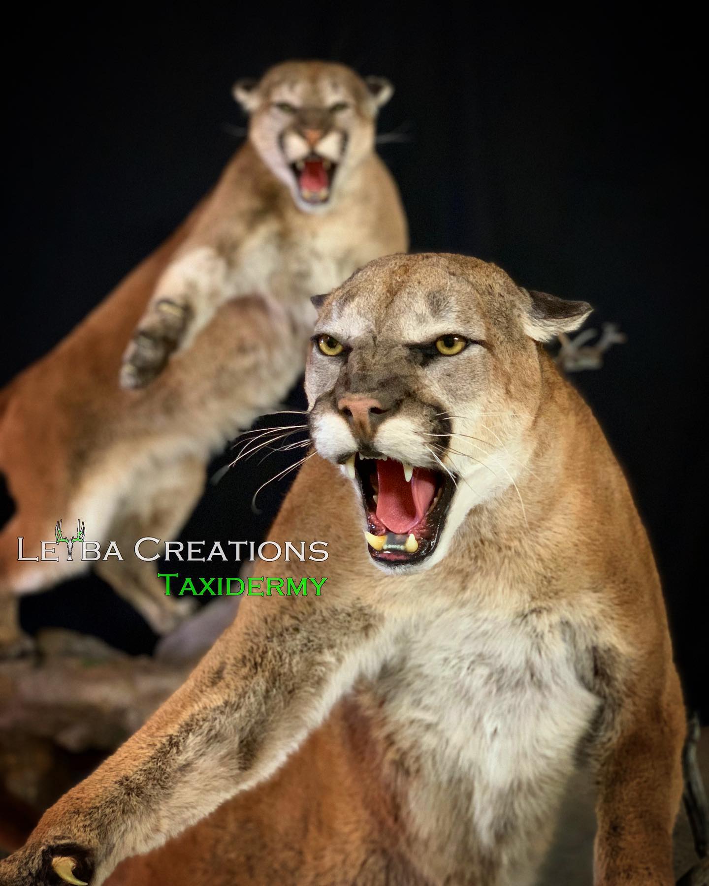Two stuffed mountain lions are standing next to each other with their mouths open.