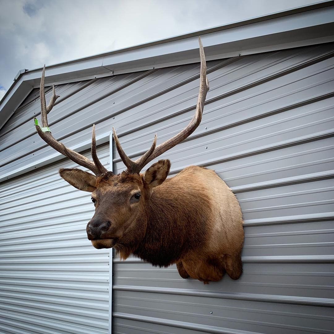 A deer head is hanging on the side of a building.