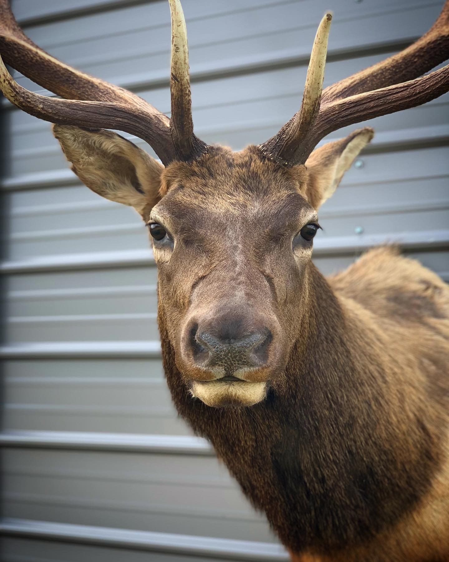 A close up of a deer 's head with antlers against a wall.