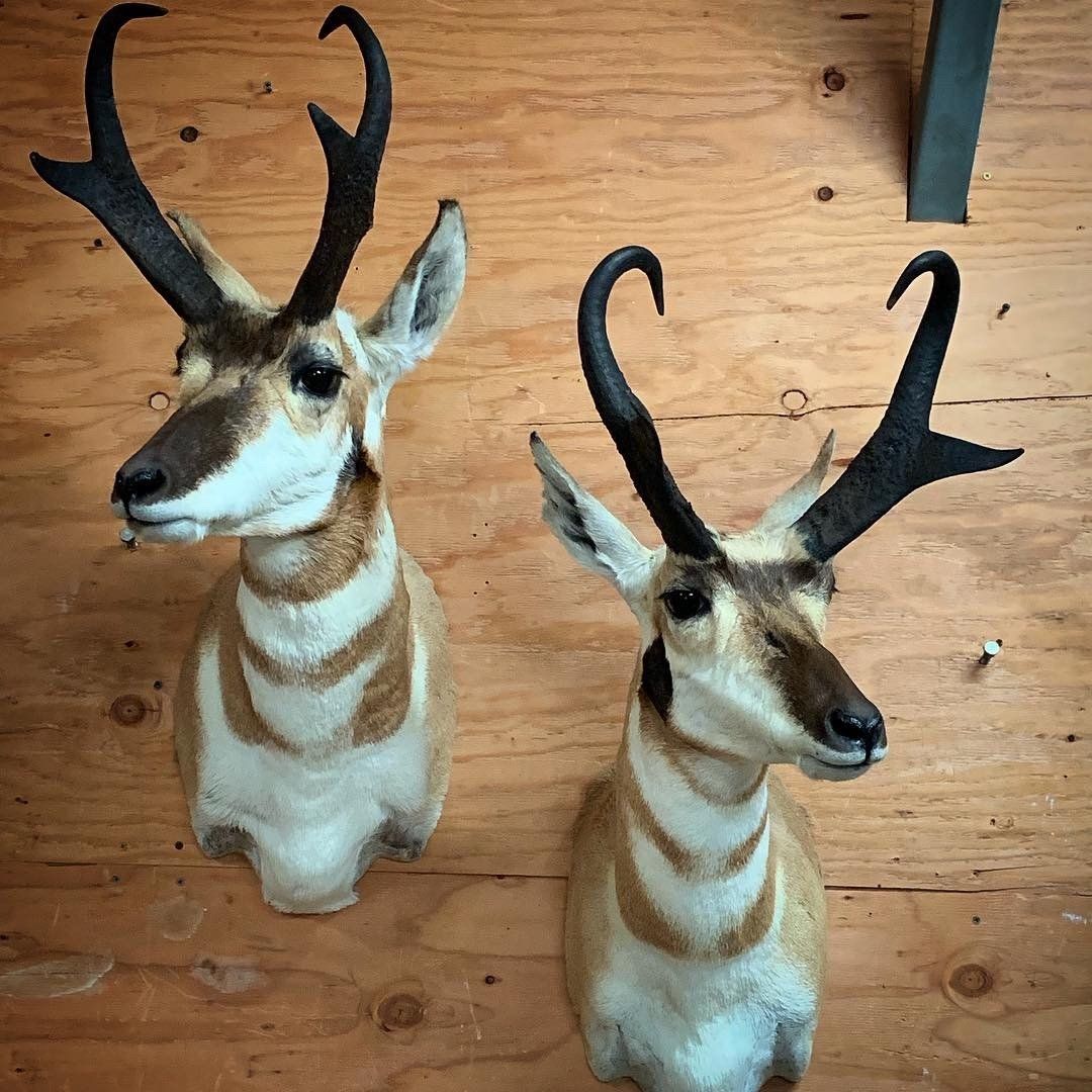 Two deer heads are hanging on a wooden wall.