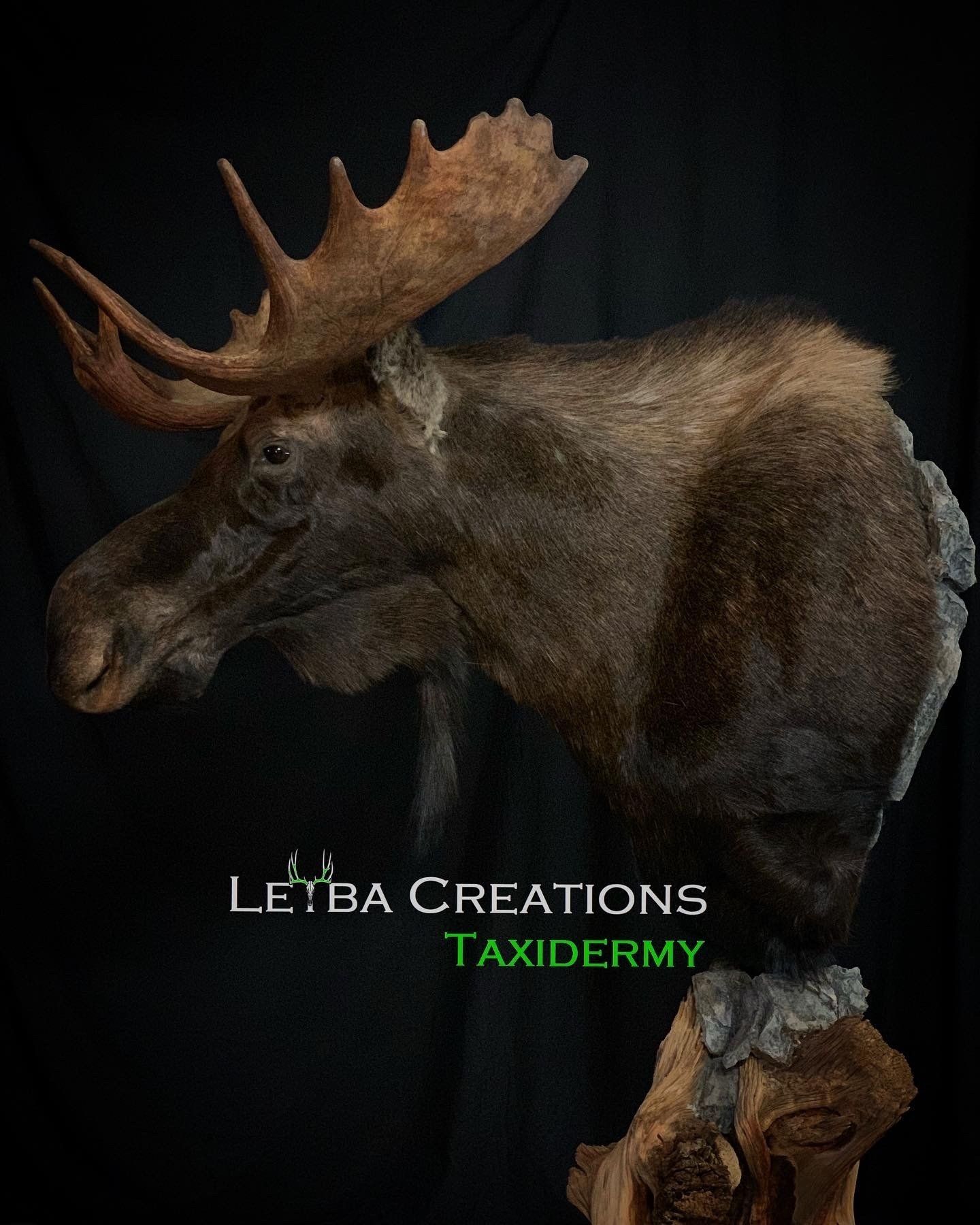 A moose head is mounted on a tree stump and says letba creations taxidermy