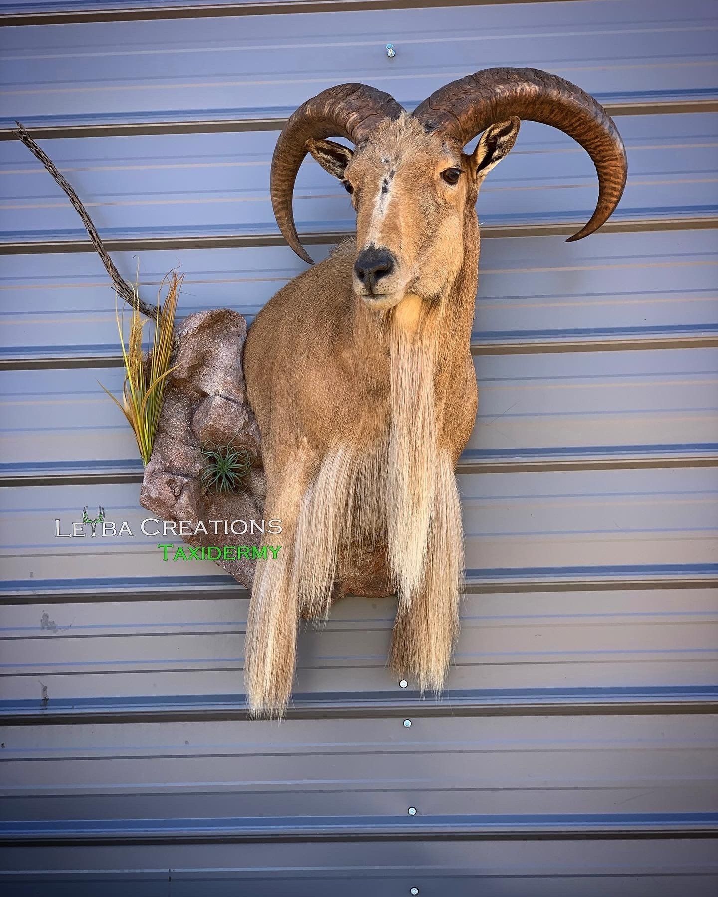 A stuffed goat with horns is hanging on a metal wall.