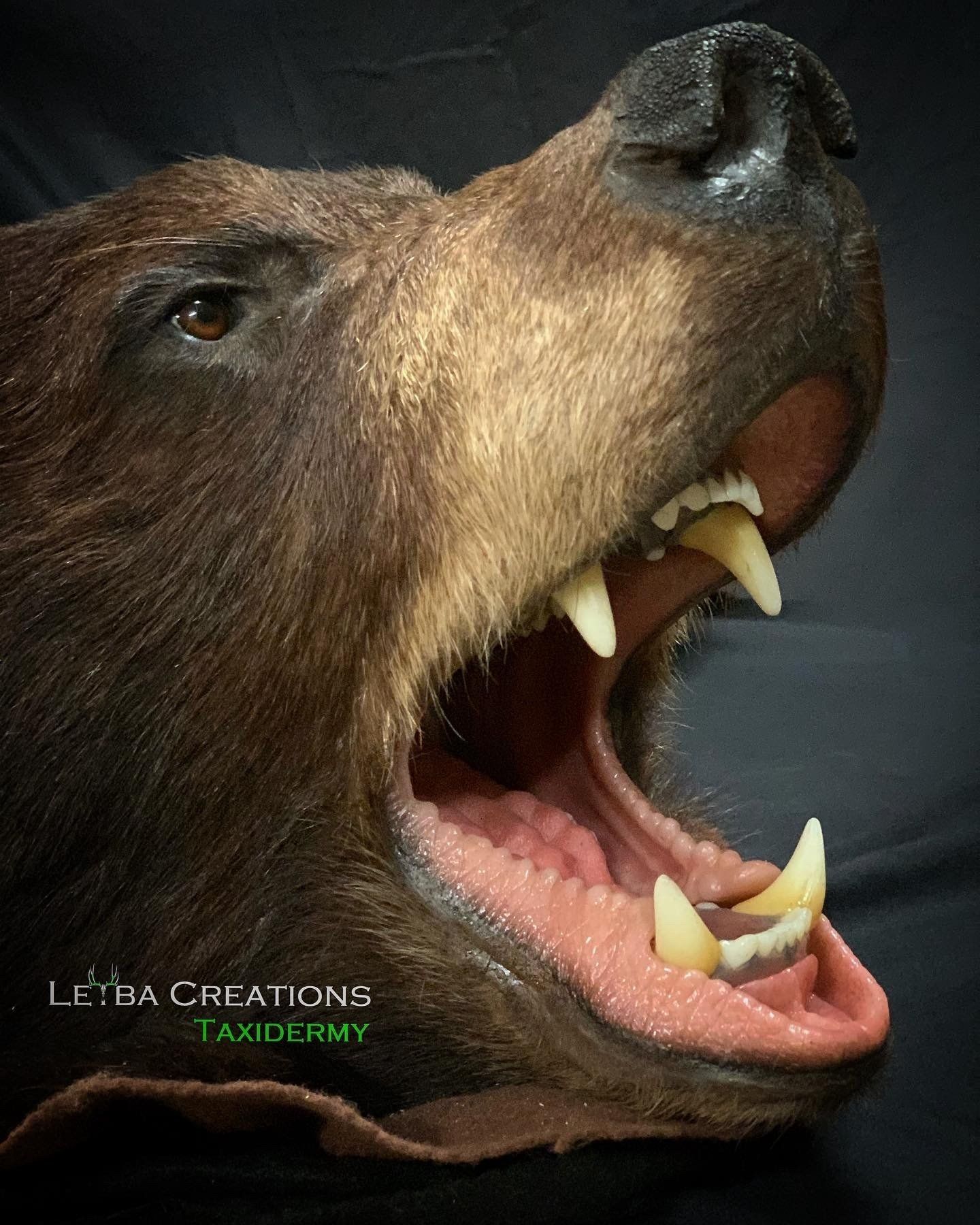 A close up of a stuffed bear head with its mouth open