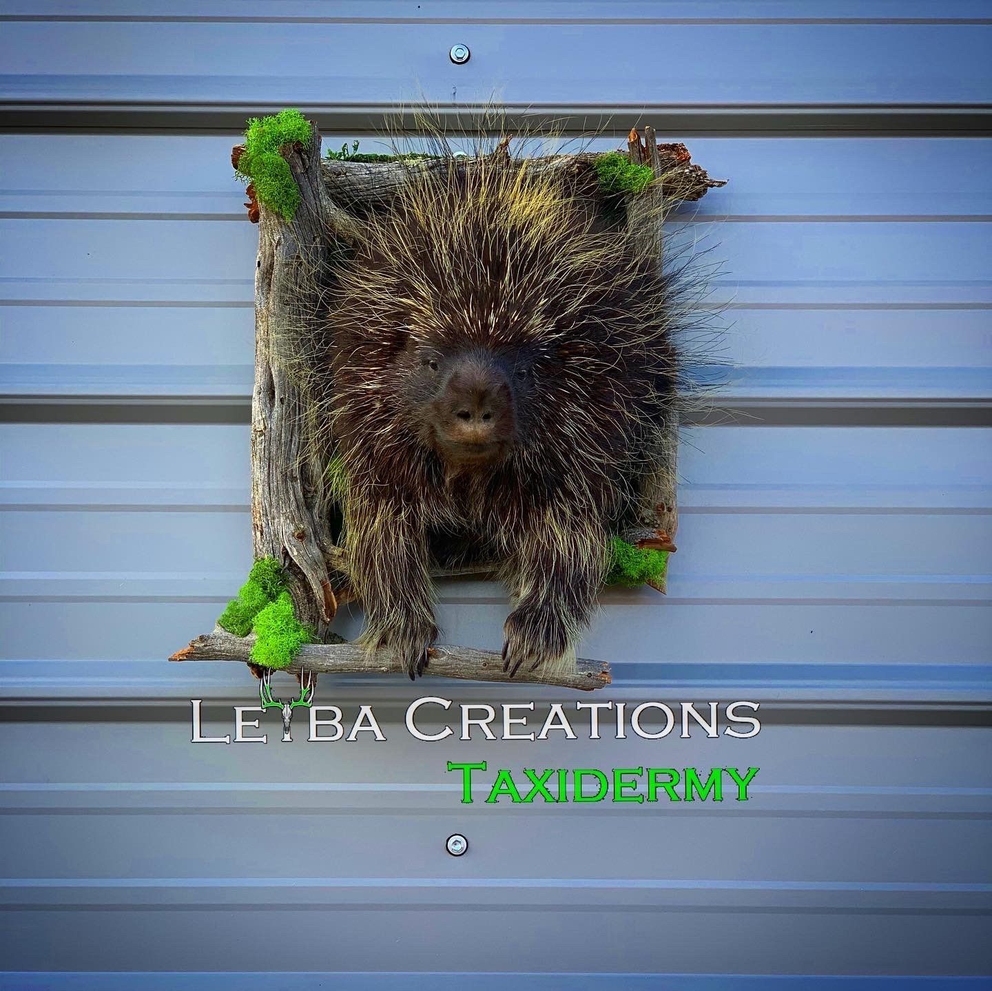 A porcupine is hanging on a metal wall.
